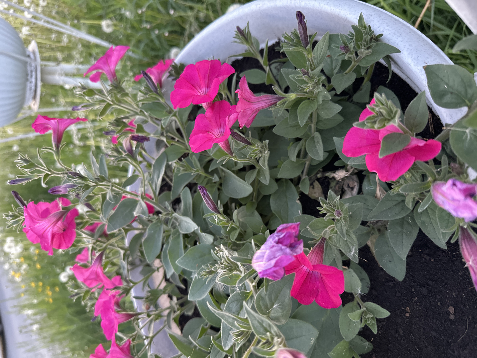 A high-angle shot shows a white pot filled with petunias. The flowers are mostly bright pink, with some exhibiting a fading purple hue. The leaves are a soft, muted green. The soil is visible between the plants and appears dark. Part of a white, ornate structure is visible to the left, situated against a backdrop of green grass with scattered dandelion seed heads. The scene appears to be outdoors.