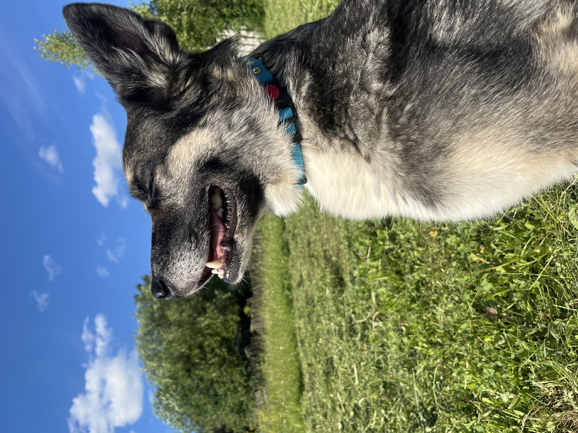 A medium shot, outdoors, captures a dog with its eyes closed in apparent contentment. The dog, likely a shepherd mix with gray, black, and white fur, is positioned in the foreground, facing to the left. Its mouth is slightly open, revealing its teeth and tongue. It wears a blue collar with a red circular tag. The background consists of a lush green field with cut grass, suggesting it may have been recently mowed. Beyond the field, trees form a dense line, and the sky above is a clear, bright blue with scattered white clouds. The lighting indicates it is daytime, likely sunny, based on the shadows and the vibrant colors. There is no indication of the city of Nizhny Tagil, Russia in this image.