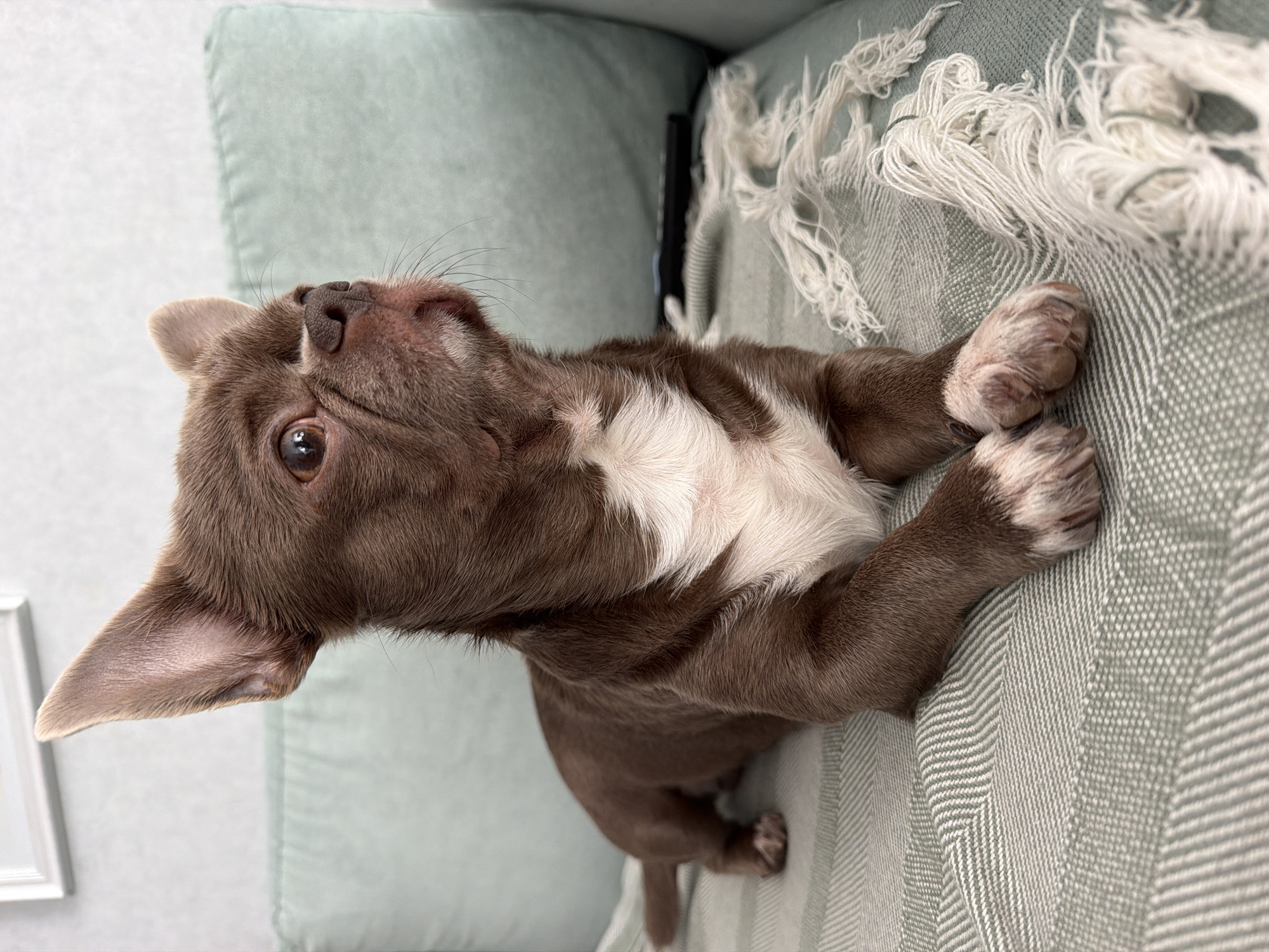 This media file shows a close-up, tilted shot of a small, brown and white puppy lying on a light green sofa with a white tasseled throw. The puppy is looking up and to its left, with its head tilted. Its eyes are open and appear a light brown. Its nose is dark and appears wet. The puppy has large ears that are mostly brown with lighter inner surfaces. Its fur is short, with patches of white on its chest and paws. The sofa has a textured pattern, and the throw is draped over it, with loose white tassels. In the background, a portion of a light-colored wall is visible. The image suggests a relaxed, indoor setting, likely in a home. There are no people visible, and the activity appears to be the puppy resting or observing something. The lighting is soft and even, suggesting it could be daytime. There is no visible text. The location context is Votkinsk, Russia.