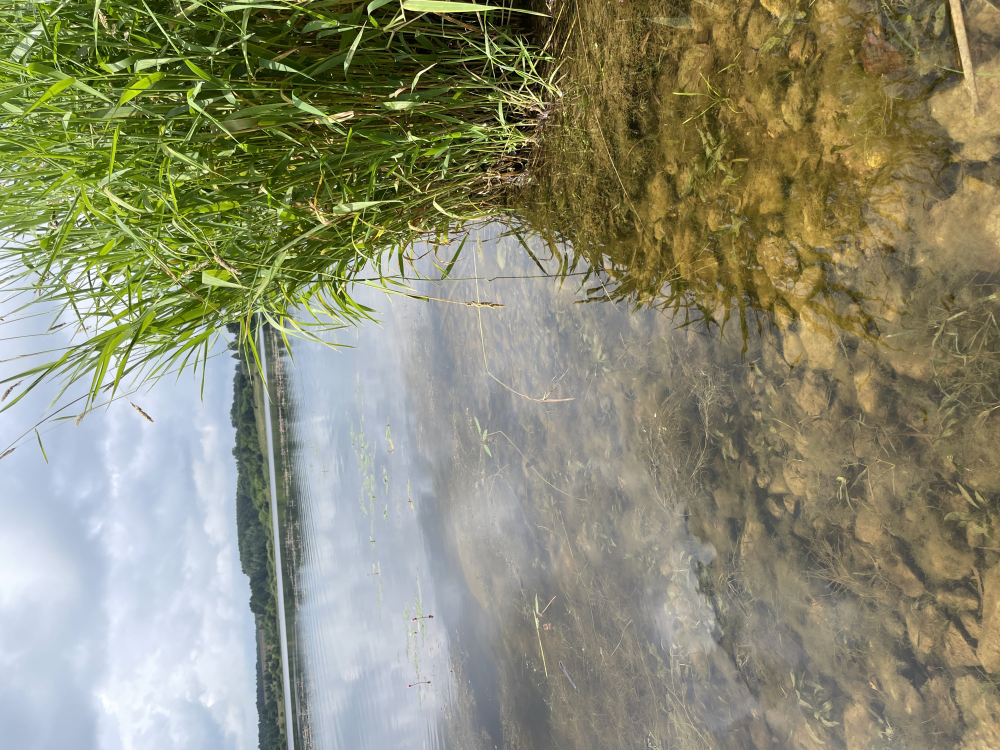 The image shows a close-up view of the edge of a body of water with tall green reeds growing along the bank on the right side. The water is clear, allowing the rocky bottom with submerged vegetation to be visible. In the distance, across the water, there is a tree line and a slightly hilly landscape under a cloudy sky. The scene appears to be a natural environment, possibly a lake or riverbank, located in or near the settlement of Bereznik, Russia, based on the provided context. There are no people or animals depicted in the image.