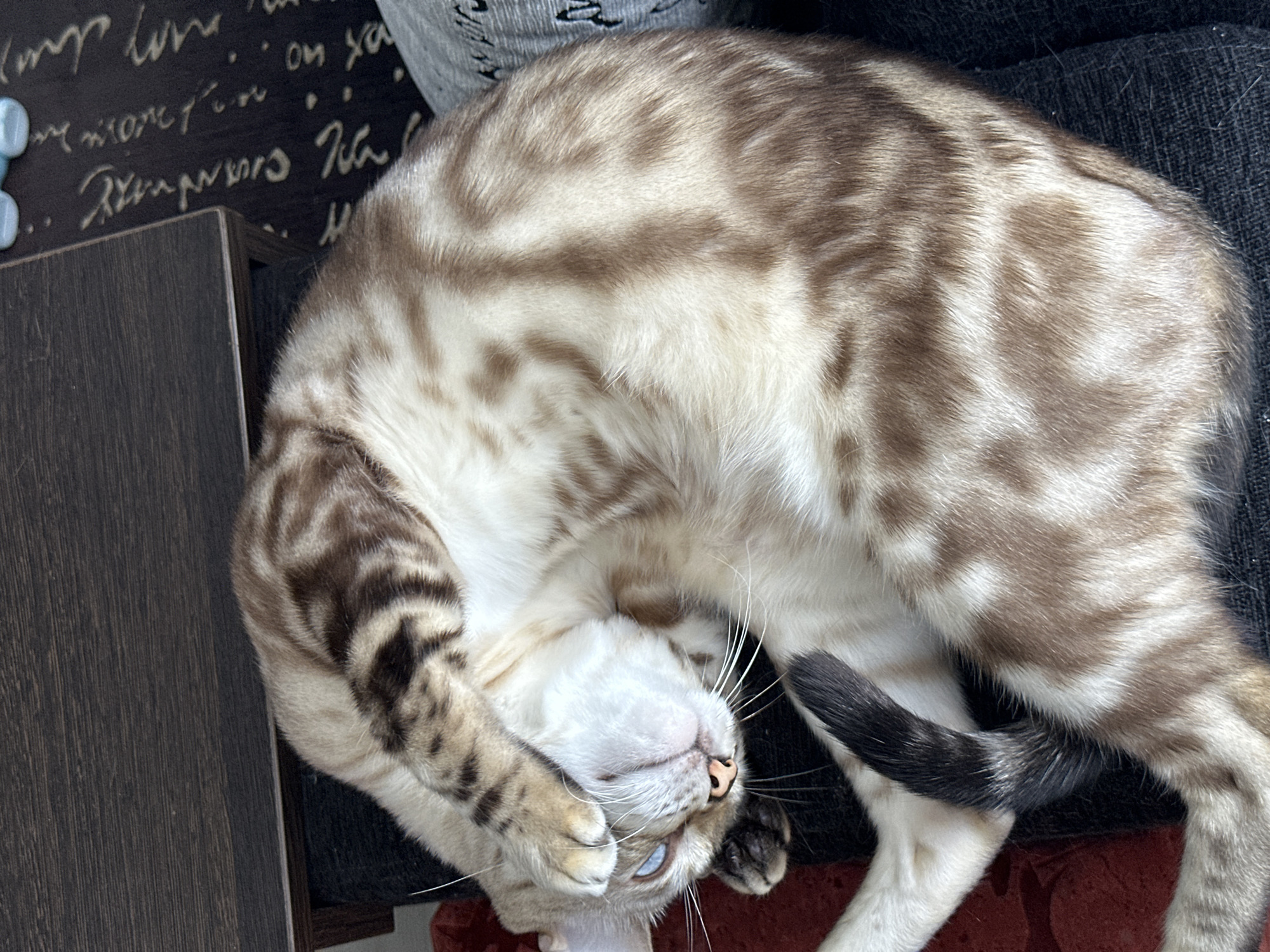 A light-colored cat with brown tabby markings is curled up asleep on dark fabric, possibly a chair or cushion. The cat's face is partially obscured by one of its paws, and its blue eyes are closed. The background shows a dark wooden surface and a dark rug with text. The scene is indoors.