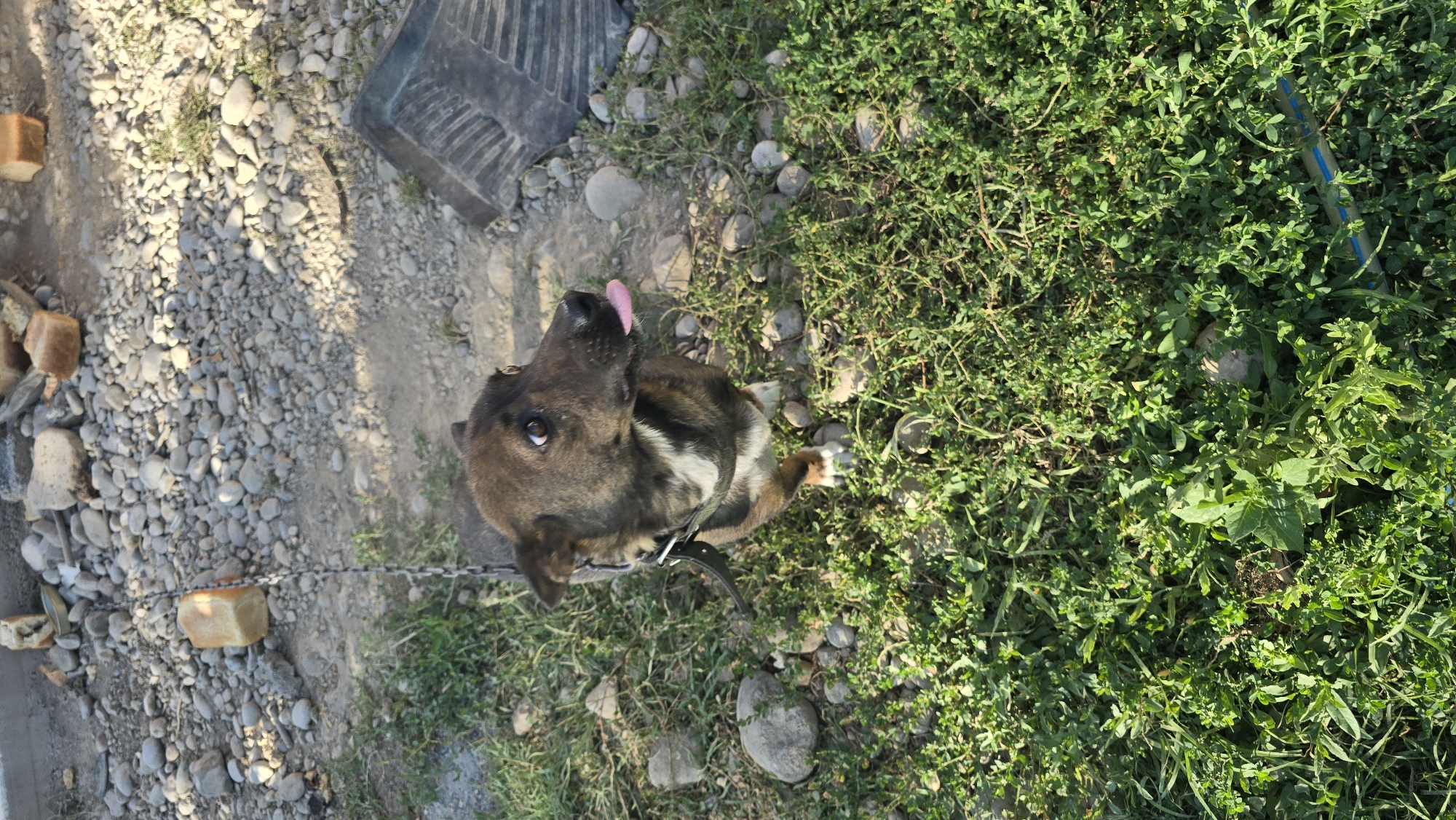 A small, brown and white dog with its tongue sticking out sits on a patch of green grass. The dog is wearing a black collar and a leash is visible. The background consists of gravel, rocks, and pieces of bread. A black plastic object is also visible on the ground to the right. The scene appears to be outdoors, likely in a yard or alleyway, with evidence of building materials and scattered debris. The lighting suggests it is daytime. The location is specified as Ақбұлақ, Kazakhstan.