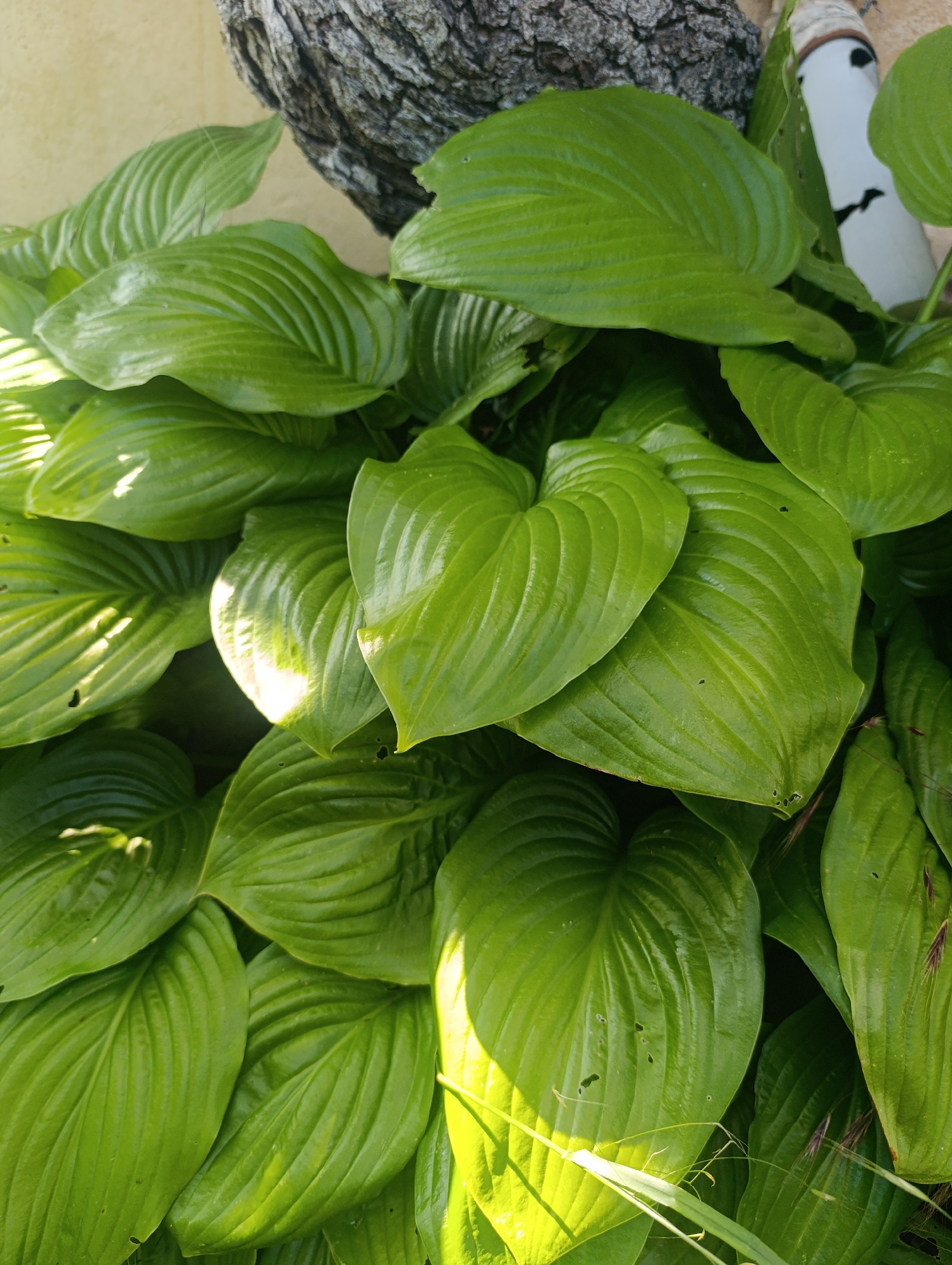 The image captures a dense arrangement of vibrant green, broadly ovate leaves, characteristic of Hosta plants, positioned outdoors in Nikolichevtsi, Bulgaria. The leaves display prominent parallel venation and a slightly glossy texture, with several leaves showing minor insect damage or tears. Sunlight brightly illuminates portions of the foliage, creating high-contrast highlights and deep shadows between the overlapping leaves. In the upper left background, a pale yellow or light beige wall is partially visible. Above the foliage in the upper center and right, a section of rough, dark tree bark with deep fissures is present. To the upper right, partially obscured by leaves, a white, cylindrical decorative object with a rounded top and a brown band, featuring black markings resembling eyes and a mouth, is discernible. No people are visible, and no overt actions or interactions are occurring. The environment appears to be a cultivated garden or planted area next to a structure.