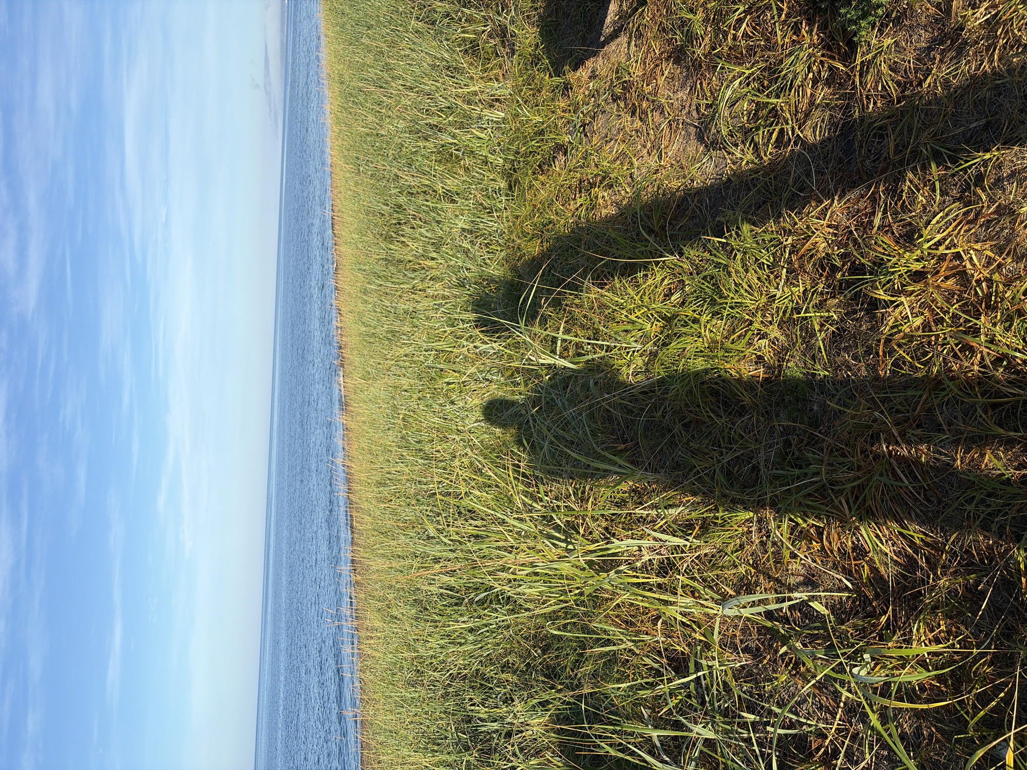 A wide shot captures a serene coastal landscape under a bright blue sky with wispy white clouds. The foreground is dominated by a dense field of tall, green grass that transitions to drier, brown blades in patches. Two distinct human shadows are cast on the grassy terrain, suggesting the presence of at least two individuals. Beyond the grass, a calm body of blue water stretches to the horizon, meeting the sky in a clear, unbroken line. The scene appears to be a natural, undeveloped area, likely a beach or coastal meadow. There are no discernible buildings, vehicles, or other man-made structures in the frame, nor any specific landmarks that would pinpoint a location within Ozerskoe, Russia. The overall impression is one of natural beauty and tranquility.