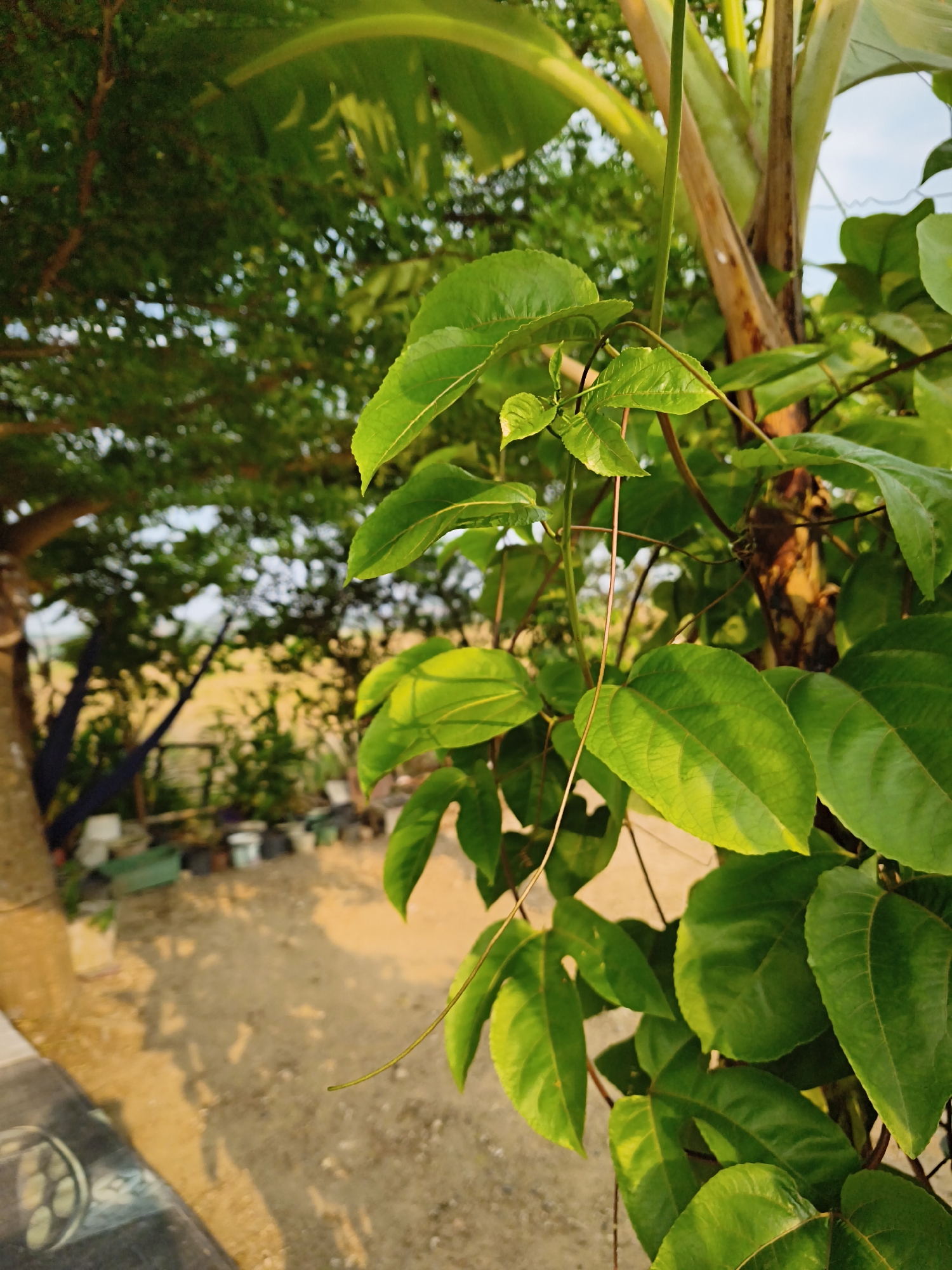 This is a close-up photograph of lush green leaves and vines in what appears to be a garden or outdoor area. The foreground is dominated by vibrant green foliage, with some leaves catching the sunlight and appearing brighter. Behind the leaves, the trunk of a banana tree is visible, with its characteristic ribbed texture and light brown coloration. The background is blurred, suggesting a shallow depth of field. It shows a sandy or dirt ground with scattered shadows from trees and foliage. In the distance, there are hints of more trees and what looks like various potted plants and possibly some outdoor furniture or structures. The overall impression is one of a natural, sunlit environment. The photograph was taken in Bandar Lampung, Indonesia.
