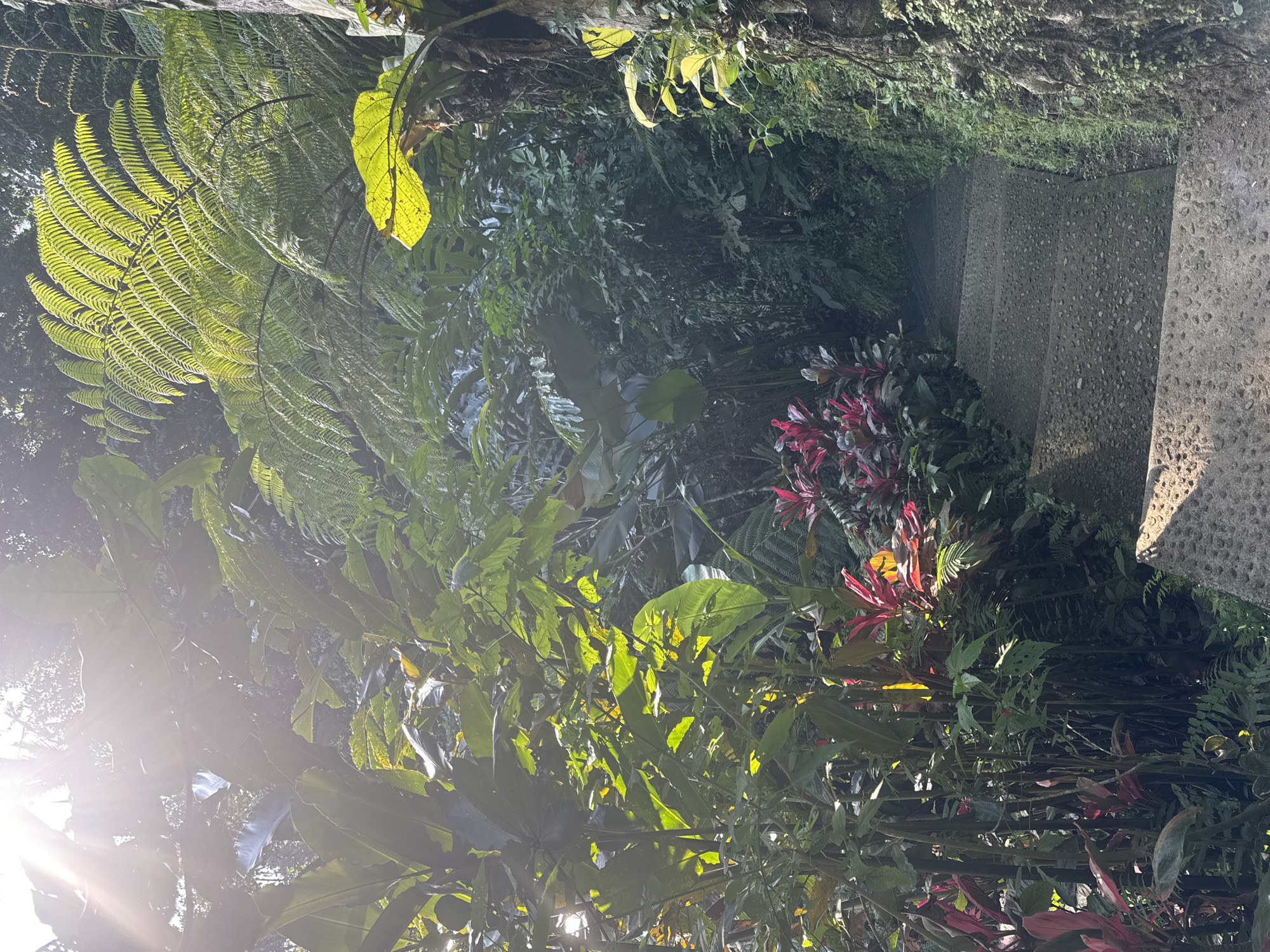 This media file captures a lush, tropical garden scene in Tembuku, Indonesia. The focus is on the dense foliage of various plants, including large ferns with sunlight filtering through their fronds, creating a dappled effect. Red and green ornamental plants are also visible, adding pops of color to the verdant landscape. A textured stone pathway or staircase, possibly leading deeper into the garden, is present on the right side of the frame. The bright sunlight and lens flare suggest it is daytime, likely morning or late afternoon given the quality of the light. The overall atmosphere is serene and natural, evoking a sense of peace and the beauty of a well-maintained tropical environment. There is no visible text in the image.