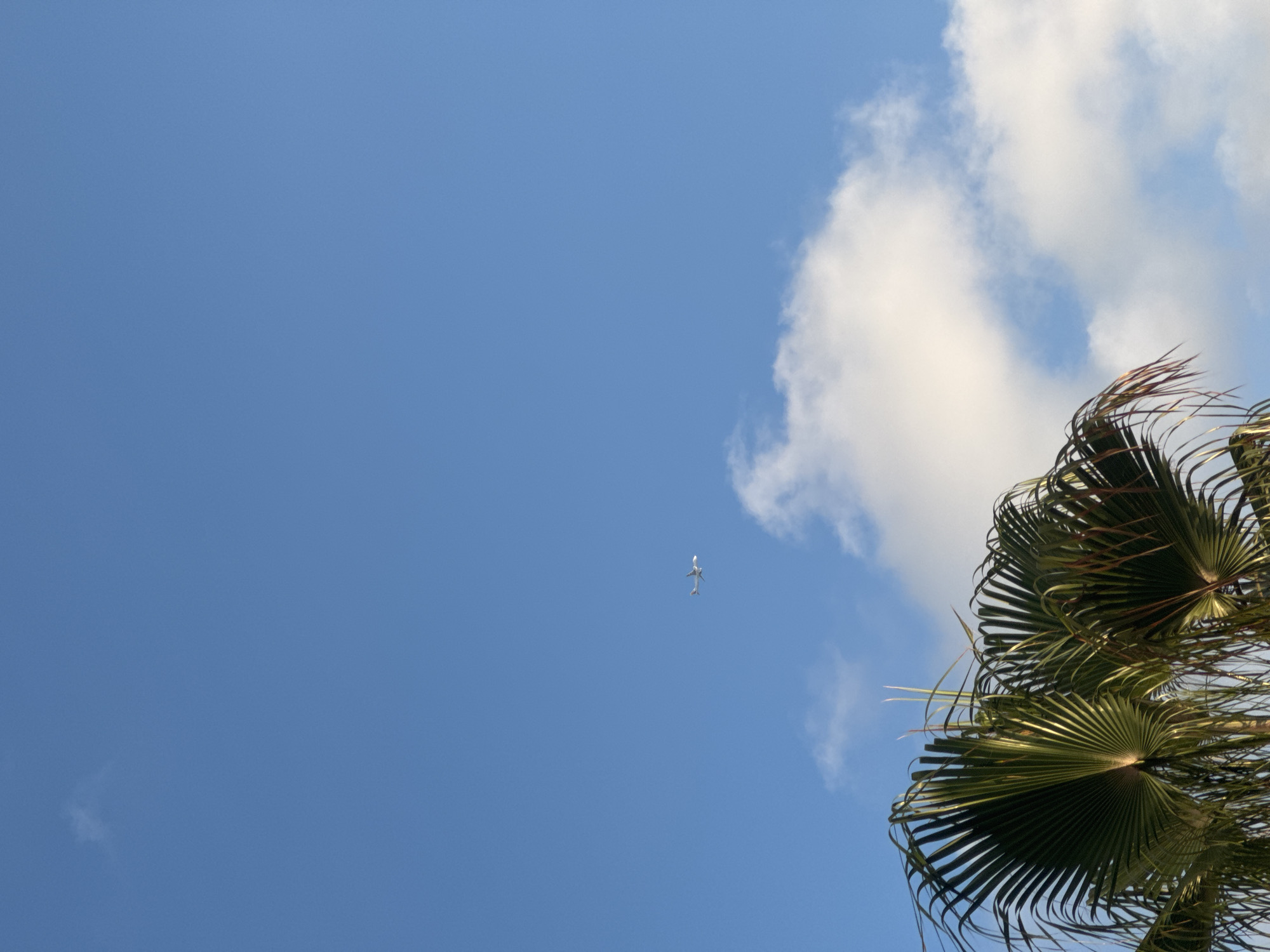 This media file shows a clear blue sky with a few fluffy white clouds. In the distance, a bird is flying. In the foreground, the fronds of a palm tree are visible, blowing gently in the breeze. The fronds are a vibrant green, and the sunlight catches them, creating a shimmering effect. The overall scene is one of peace and tranquility, with the bright blue sky and the gentle movement of the palm fronds suggesting a warm, sunny day. The location is Bat Yam, Israel. It appears to be daytime.