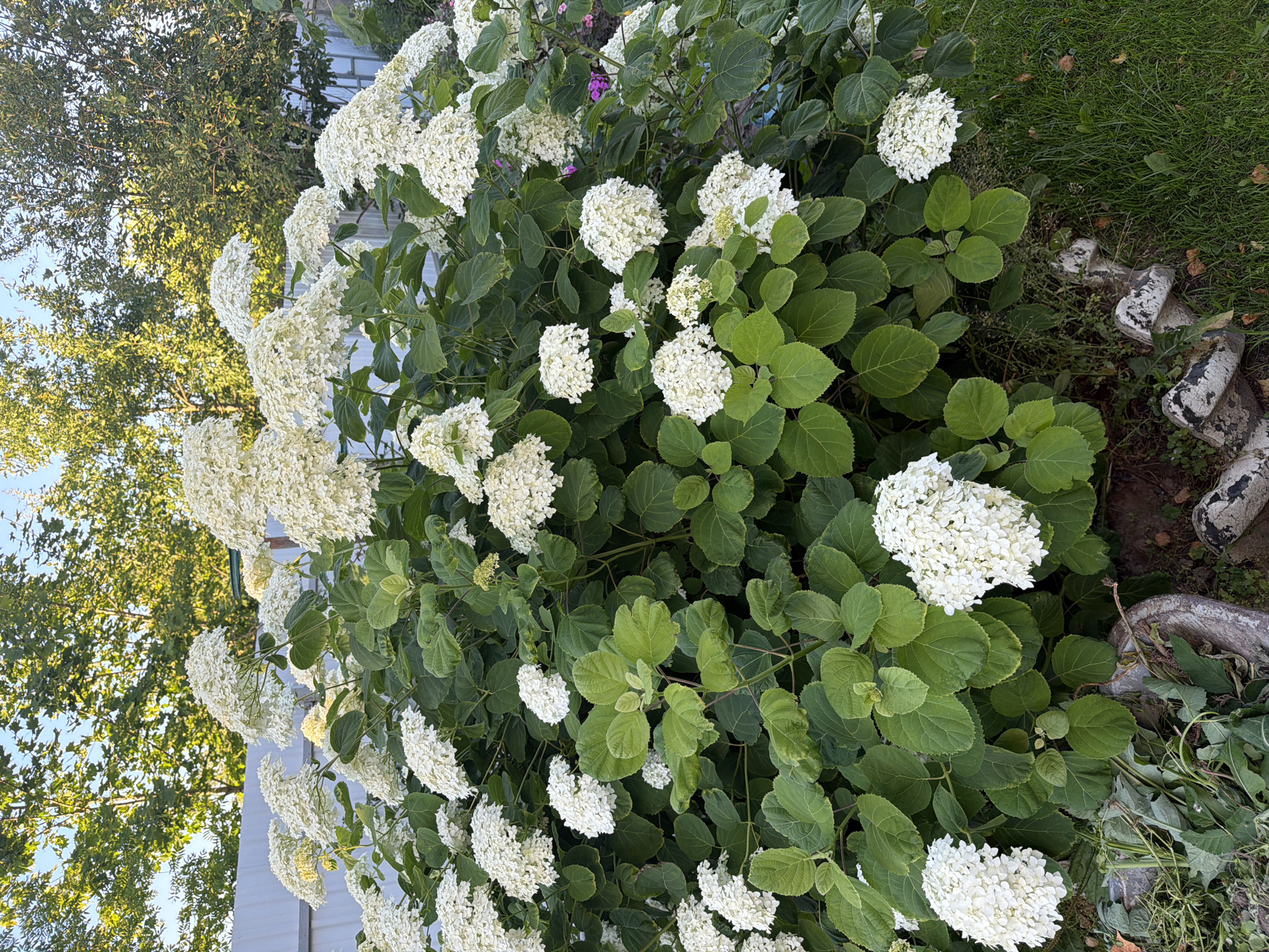 In the city of Primernoe, Russia, a large white hydrangea bush dominates the frame. The plant is covered in numerous full, conical flower heads, with lush green foliage forming a dense backdrop. The bush is situated in a garden, with a white fence visible in the background and trees overhead. To the right, a patch of green grass is present, and to the bottom left, some gardening debris and decorative stones are visible. The lighting suggests it is either early morning or late afternoon. No people or animals are present.