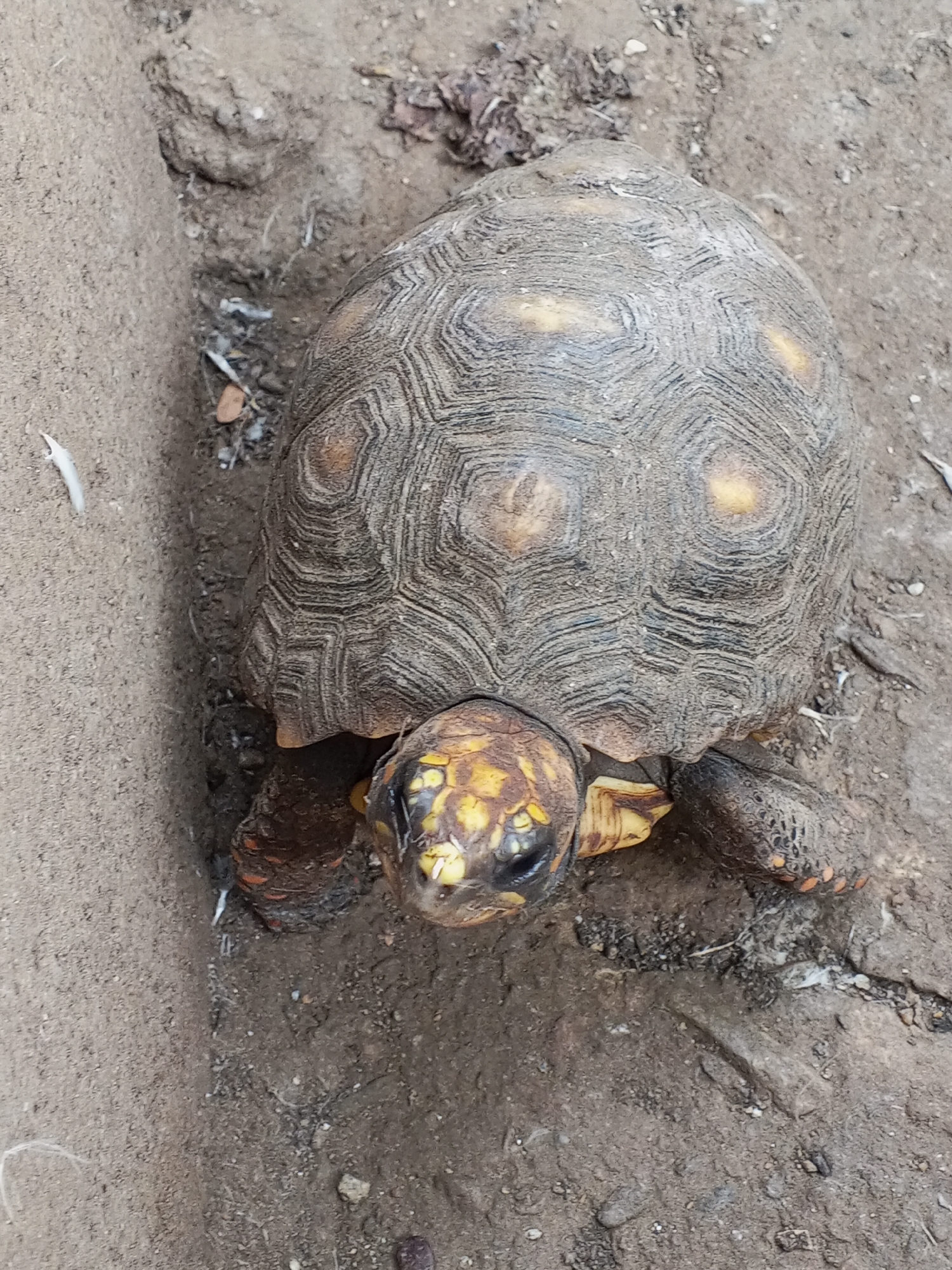 An overhead shot captures a tortoise positioned on a dry, earthy ground. The tortoise is the central subject, viewed from above and slightly to the front. Its carapace (upper shell) is predominantly a dull grey-brown, covered in hexagonal scutes with visible concentric growth rings and a textured, somewhat dusty appearance. Several scutes on the carapace display faint yellow to orange patches.
The tortoise's head, facing forward, is bright yellow with striking black markings around its dark eyes and snout, showing a distinct pattern. Its legs, visible from under the shell, are dark, possibly reddish-brown, and appear scaly. The tortoise is not engaged in any active movement but rather appears to be still or slowly navigating the terrain.
The ground around the tortoise consists of dry, compact soil or dirt, with scattered small pebbles, dried leaves, and fine debris. To the left of the tortoise, there is a distinct, raised vertical edge, appearing to be made of a similar earthy or concrete material, creating a narrow trench or path alongside the animal. The lighting suggests it is daytime, but specific weather conditions are not discernible. There is no visible text in the image.