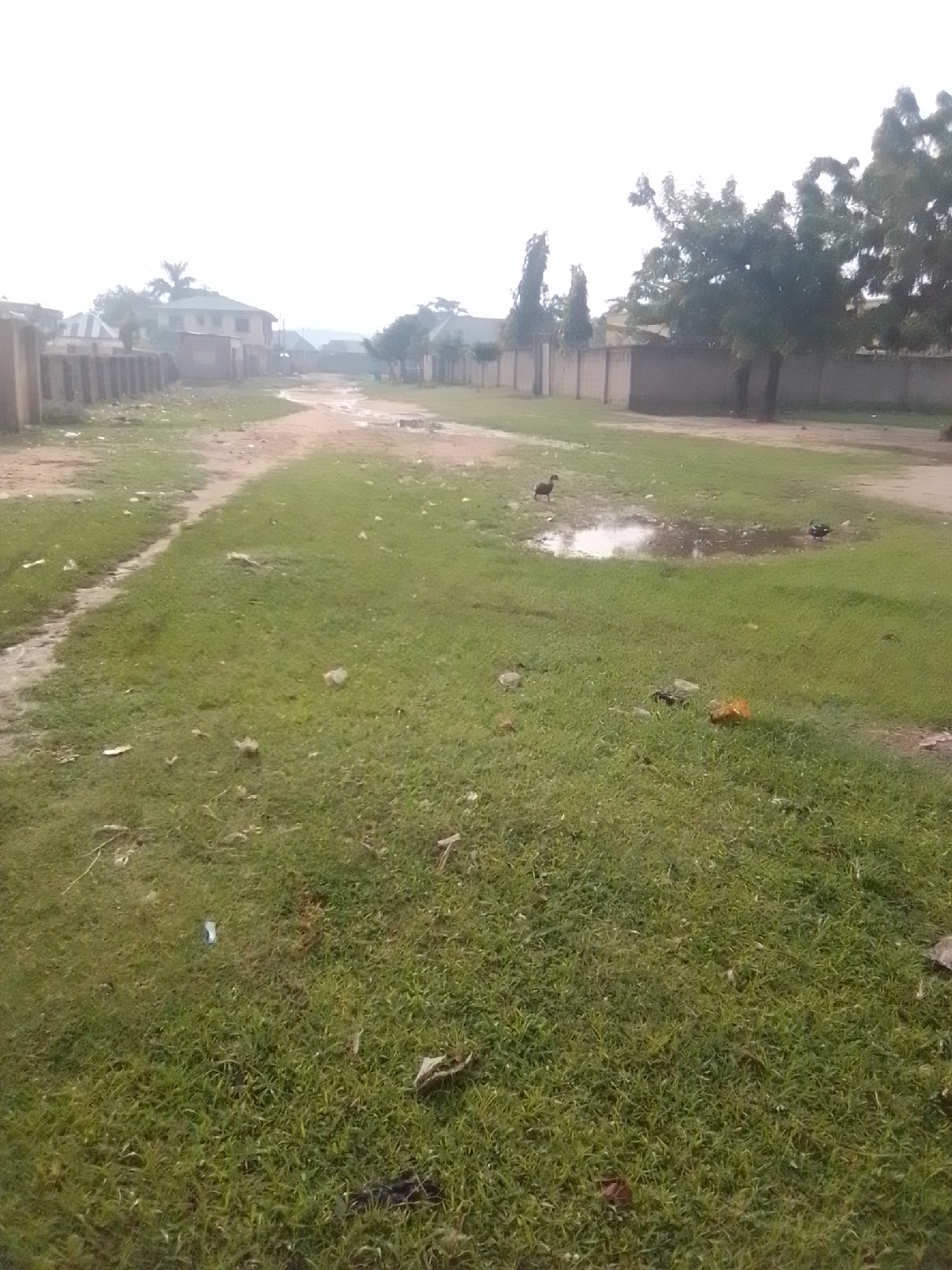 This is a ground-level, outdoor, daytime photograph of a dirt road in a residential area of Gombe, Nigeria. The road is unpaved and appears wet in places, suggesting recent rain, with several puddles visible. The area is characterized by grassy verges on either side of the road, dotted with scattered debris such as plastic waste and leaves.
On the left side of the road, a fence made of concrete blocks runs along the property line. Beyond the fence, residential buildings are visible, including a two-story house with a green roof. A palm tree is also present among the structures.
On the right side of the road, another concrete fence lines the properties, with trees and some vegetation growing behind it. In the middle of the road, a bird is standing near a puddle, and another bird is partially visible in the water. Further down the road, more buildings and trees are present, fading into the background under an overcast sky. The overall scene depicts a somewhat neglected urban environment.
