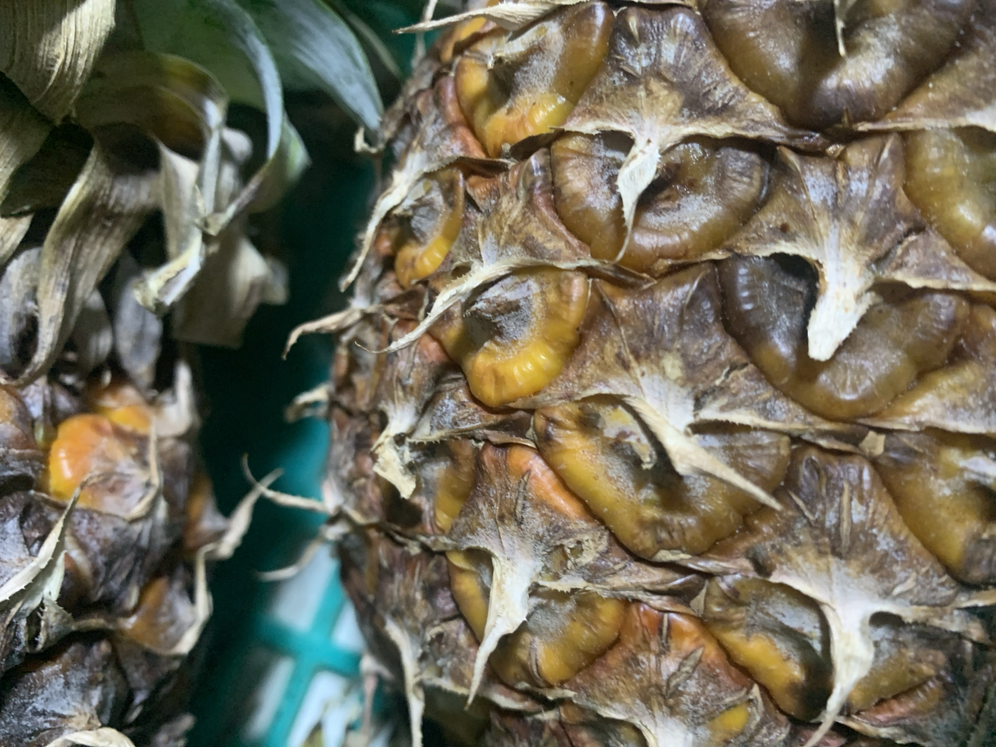 This is a close-up, overhead shot of the textured skin of a pineapple. The pineapple's scales are a mix of brown and yellowish-orange, with some appearing slightly dried or withered. The scales are irregular in shape, with sharp, pointed edges and some fleshy protrusions. The overall impression is one of a ripe but slightly aged fruit. The background is out of focus but appears to be a teal-colored surface, possibly a basket or container.