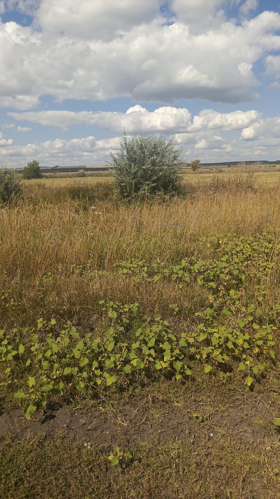The image depicts an outdoor scene with a focus on a natural landscape. In the foreground, there is a patch of green, leafy ground cover with small yellow fruits or buds. Behind this, a field of dry, golden-brown grass stretches into the midground. A single, bushy green tree stands prominently in the center of the midground, with its branches extending upwards. The background reveals a flat horizon with sparse vegetation and a distant, possibly man-made structure or buildings, obscured by haze. The sky is a clear blue, populated by numerous fluffy white clouds, suggesting fair weather. The overall scene conveys a sense of rural or undeveloped land. This image was captured in Oktyabr'skii Gorodok, Russia.