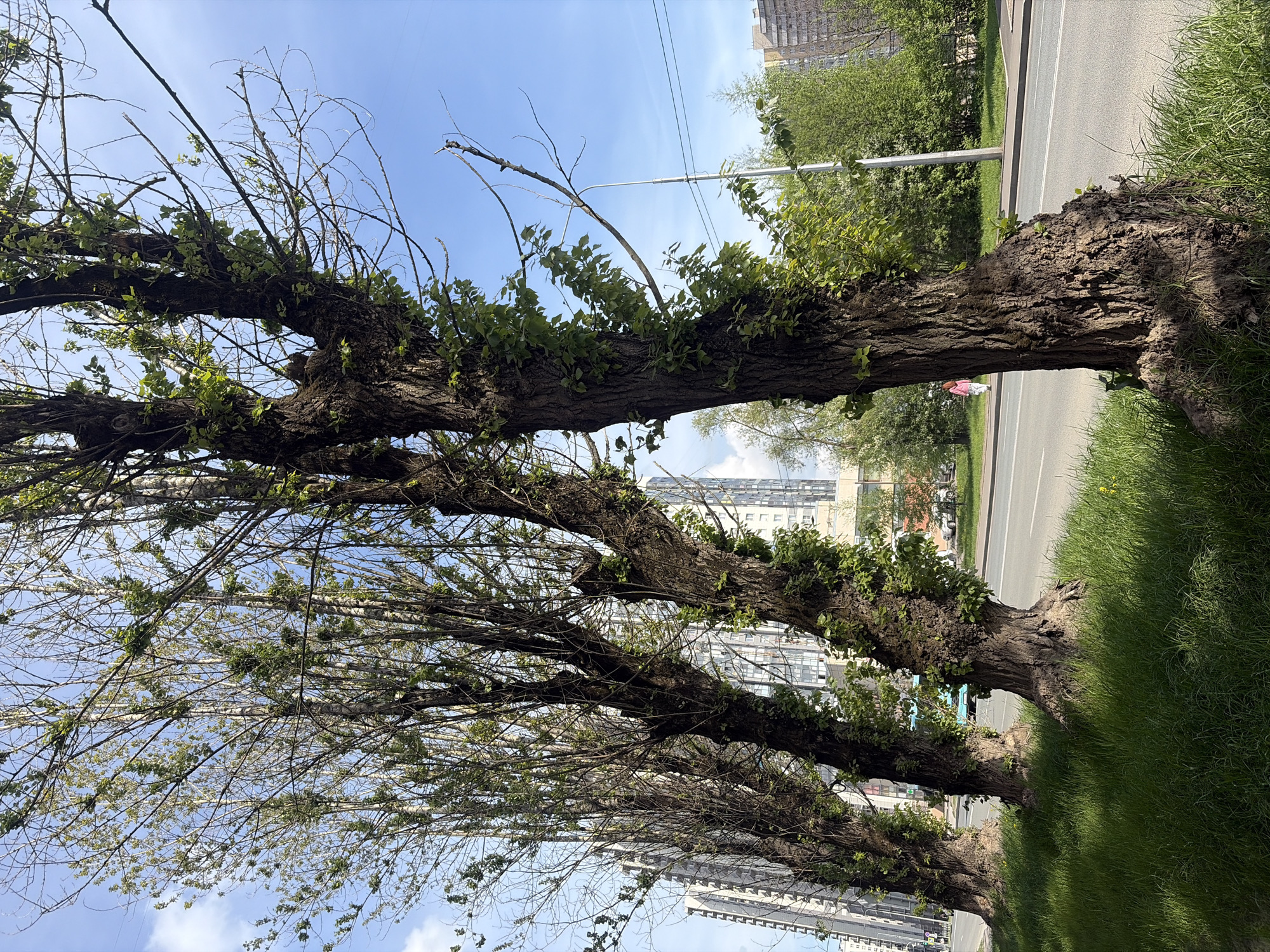 The image depicts a row of trees lining a street in Saint Petersburg, Russia. The trees are mature with thick, gnarled trunks and branches just beginning to sprout leaves. They grow closely together along the roadside, partially obscuring the view of apartment buildings in the background. Patches of green grass are visible on the side of the road near the trees. A street with marked lanes runs parallel to the trees. A person in pink clothing is walking on the sidewalk in the distance. Overhead power lines and streetlights are also visible. The sky is blue with some scattered clouds.
