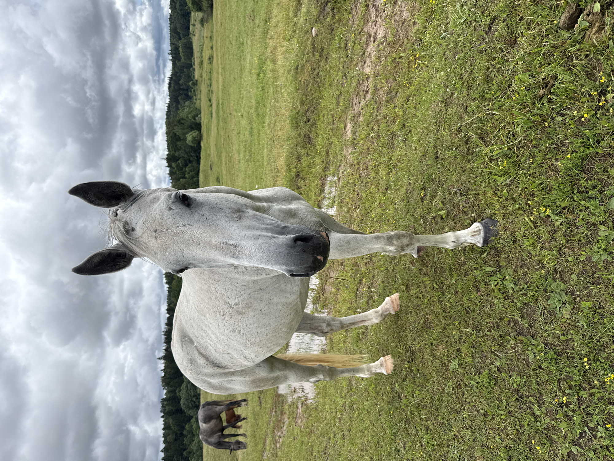 A light gray horse stands in a grassy field with a cloudy sky overhead. In the background, a darker horse grazes, and a small, brown animal, possibly a foal, stands near it. The field is green with patches of mud and some small yellow flowers. Trees line the horizon. The image appears to have been taken in the vicinity of Galinė, Lithuania, a rural area known for its natural landscapes.
