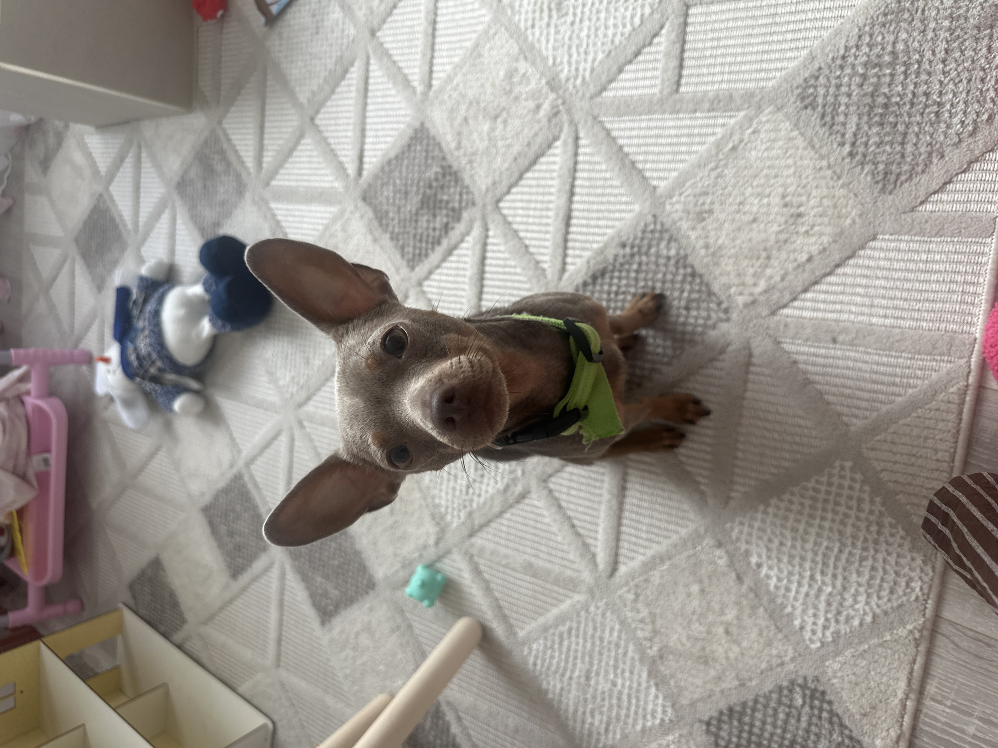 An overhead shot captures a small, greyish-brown dog with large, upright ears looking directly at the camera with an inquisitive expression. The dog is wearing a lime green harness and is positioned on a light-colored rug with a geometric pattern of grey and white diamonds and squares.
The scene appears to be indoors, likely a residence in Chaikovsky, Russia, given the provided context. The dog is the central subject, lying or sitting on the rug. Scattered around the dog are various toys: a blue and white stuffed animal is visible behind it to the left, a small light blue, pig-shaped toy is near the dog's nose, and a small red object is barely visible in the upper right background. A pink plastic item and a multi-compartment wooden or cardboard structure, possibly part of a dollhouse or organizer, are seen on the left side of the frame. A light-colored cylindrical object, possibly a wooden dowel, lies in the foreground.
The lighting suggests it is daytime. No visible text is present in the image. The overall impression is a candid moment with a pet in a playful and comfortable home environment.