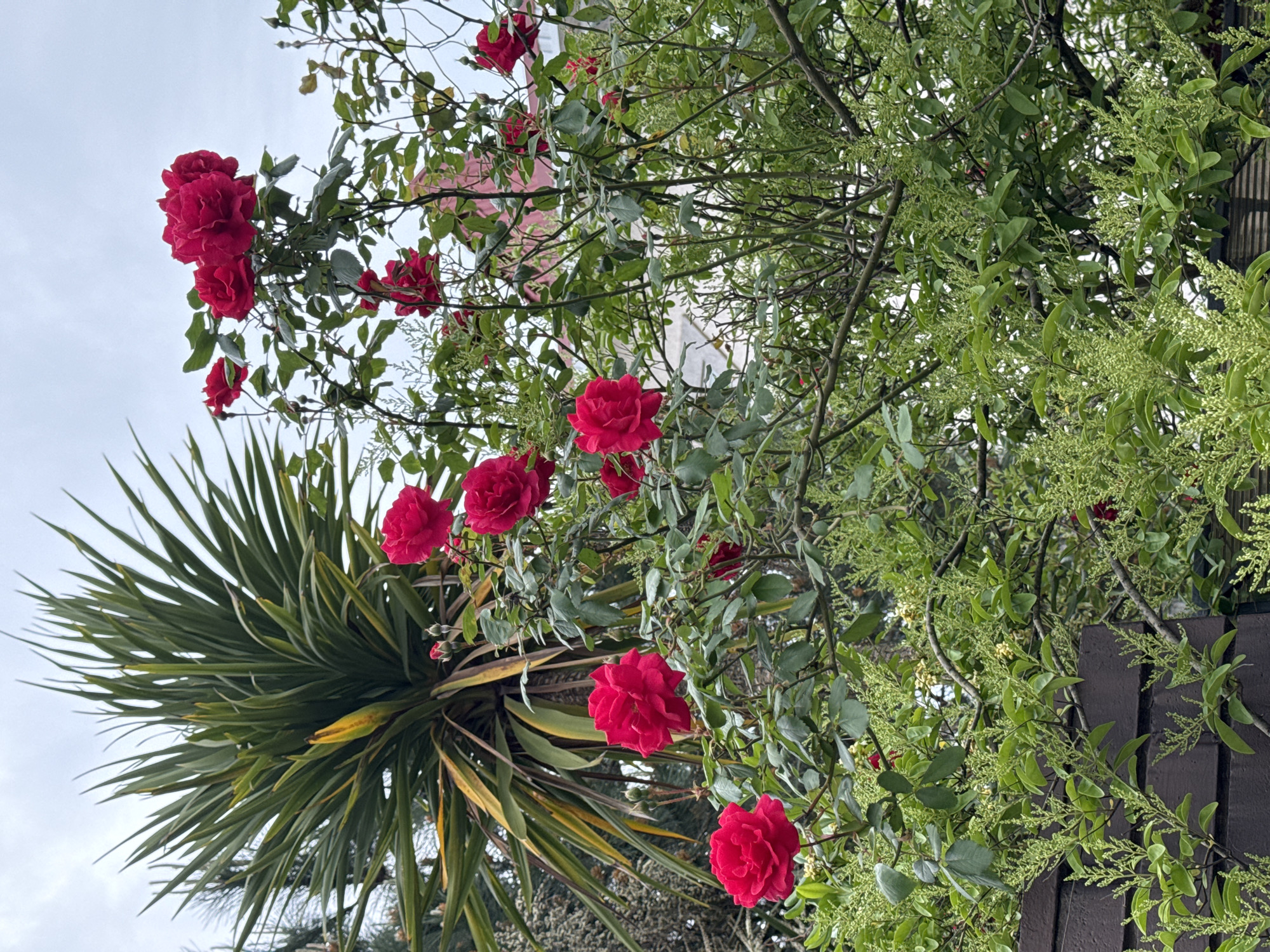 The image shows a close-up of red roses blooming amongst green foliage. A palm tree is visible on the left side of the image. The scene appears to be in a garden or outdoor setting. The sky is overcast. Location information (Sirius, Russia) cannot be confirmed from visual details alone.