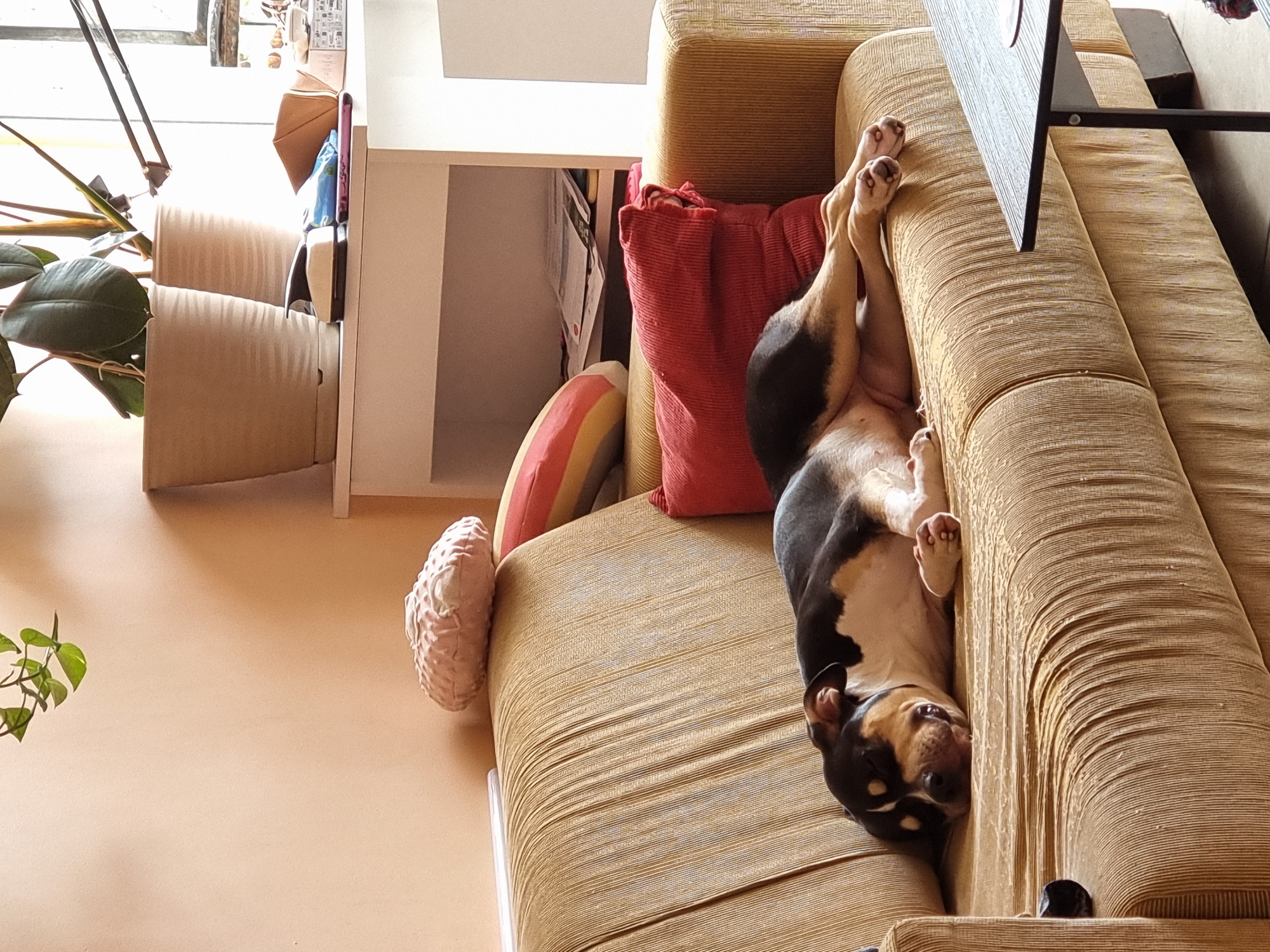 A medium-shot, eye-level, color photograph depicts a dog lying upside down on a brown and yellow striped couch inside a building in what appears to be a residential setting. The scene is viewed from an elevated position.
The dog, with black and brown fur and a white belly, is positioned with its head near the bottom right corner of the frame and its paws reaching towards the top right corner. The dog’s body is draped over the armrest of the couch, with its legs in the air.
The couch is adorned with a red pillow, a round pillow with red and yellow stripes, and a pink, round, textured pillow.
To the left of the couch, there is a white shelving unit or cabinet. Further to the left, a potted plant with large, green leaves is partially visible.
The floor is a solid peach color. In the top left corner, a window and a glimpse of another piece of furniture can be seen. A black table is in the upper-right area of the image.
There is no information to show that the location is in the city of Tel-Aviv, Israel.