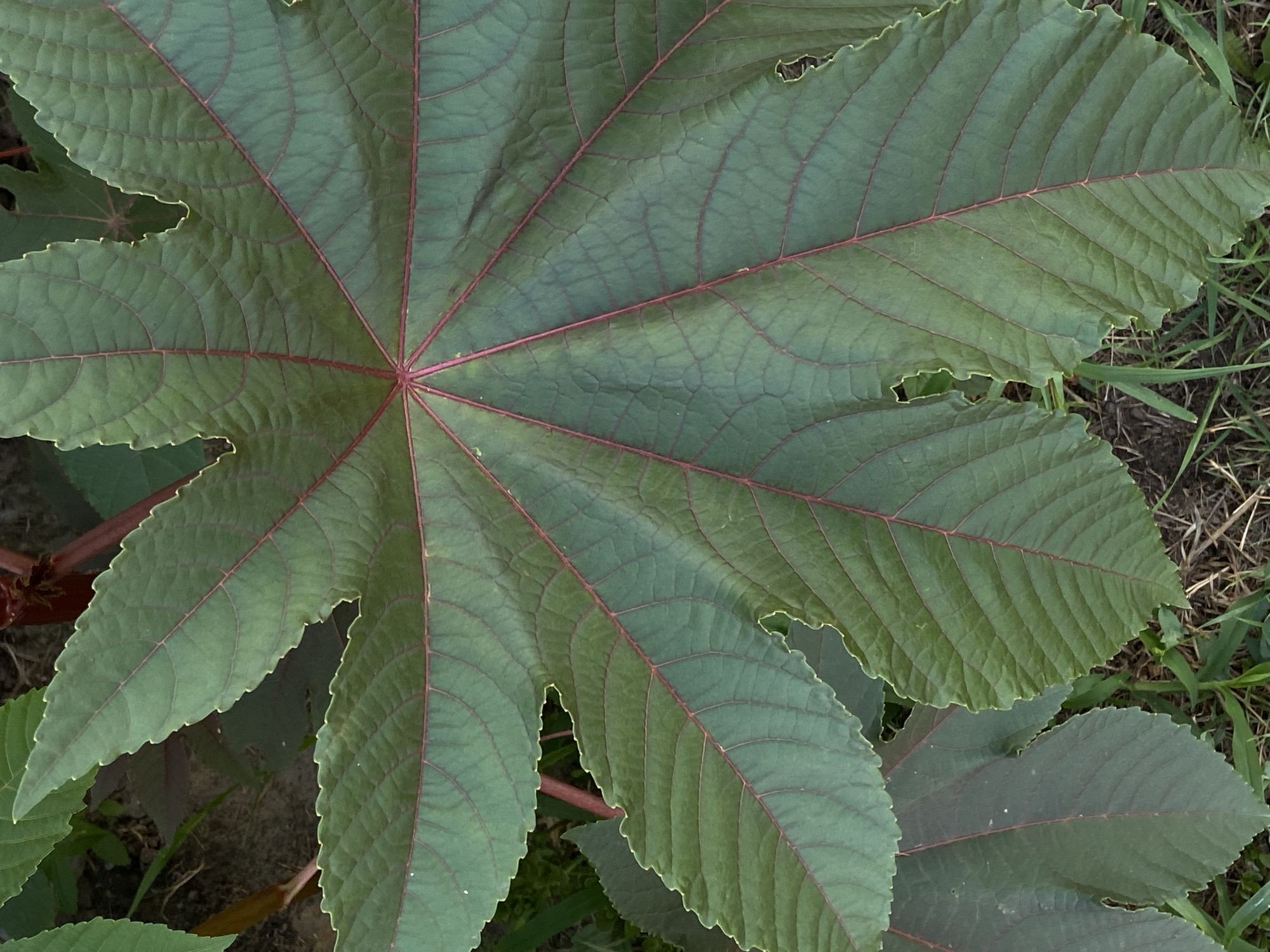 A close-up, overhead shot focuses on a large, deep green, palmate leaf with seven prominent lobes. Red veins radiate from the leaf's center, forming a star-like pattern. The leaf's edges are serrated, with small, sharp teeth. The texture of the leaf is deeply creased, creating a quilted appearance. In the background, other dark green leaves and a reddish-brown stem are partially visible. The ground beneath the leaves consists of dark soil and dry grass. No people or animals are present. The scene appears to be in a natural outdoor environment.