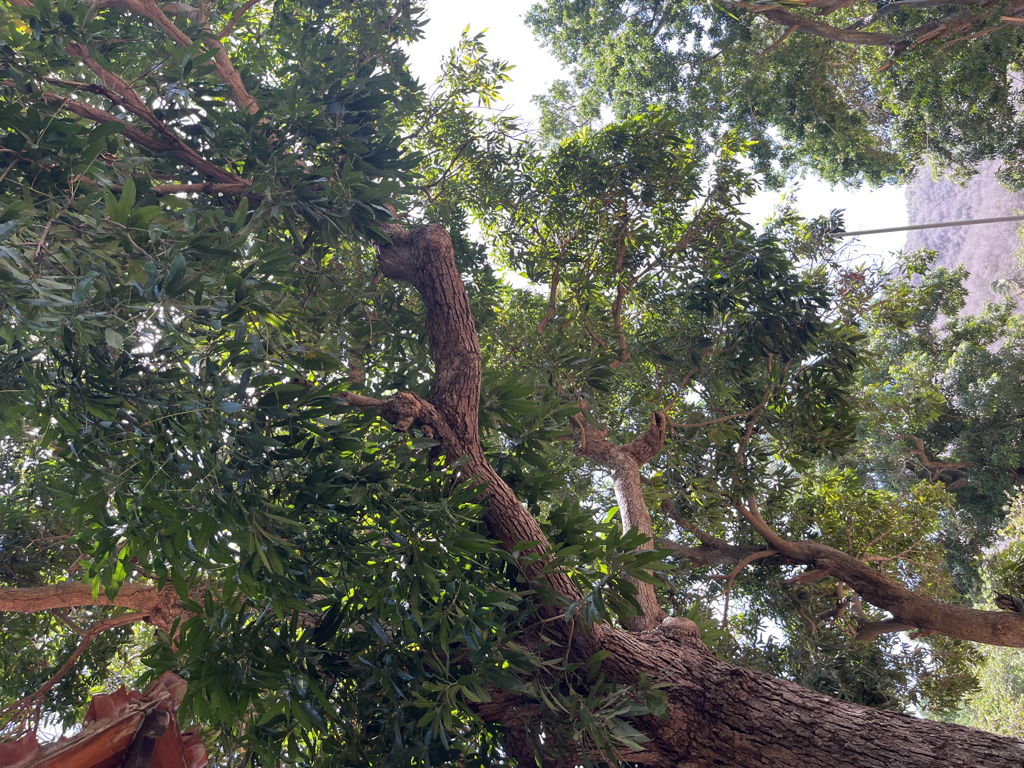 From a low-angle perspective, the image captures a dense canopy of trees with textured bark and green foliage. The trees partially obscure a bright sky overhead. In the distance, a hillside is visible, and a structure with red roofing is partially visible at the bottom left. The location is El Valle del Espíritu Santo, Venezuela.