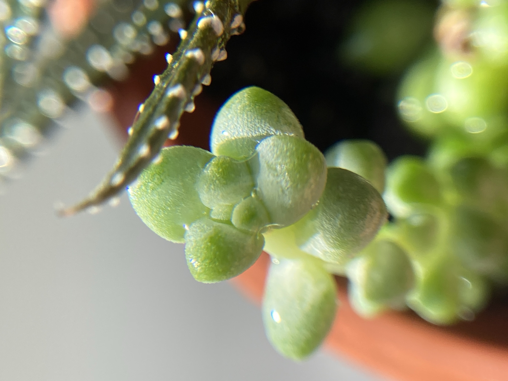 The image is a close-up, macro photograph of a succulent plant. The focus is on a cluster of rounded, light green leaves that are slightly translucent. Some of the leaves appear to have tiny water droplets or dew on their surface, reflecting light. In the background, another part of the succulent, with a darker green, more pointed leaf structure and white markings, is visible and out of focus. The overall lighting suggests a natural light source, possibly sunlight, creating bright highlights and soft shadows. The color palette is dominated by greens and earthy tones from the pot, with hints of white from the plant's markings and reflections. The location is not specified.