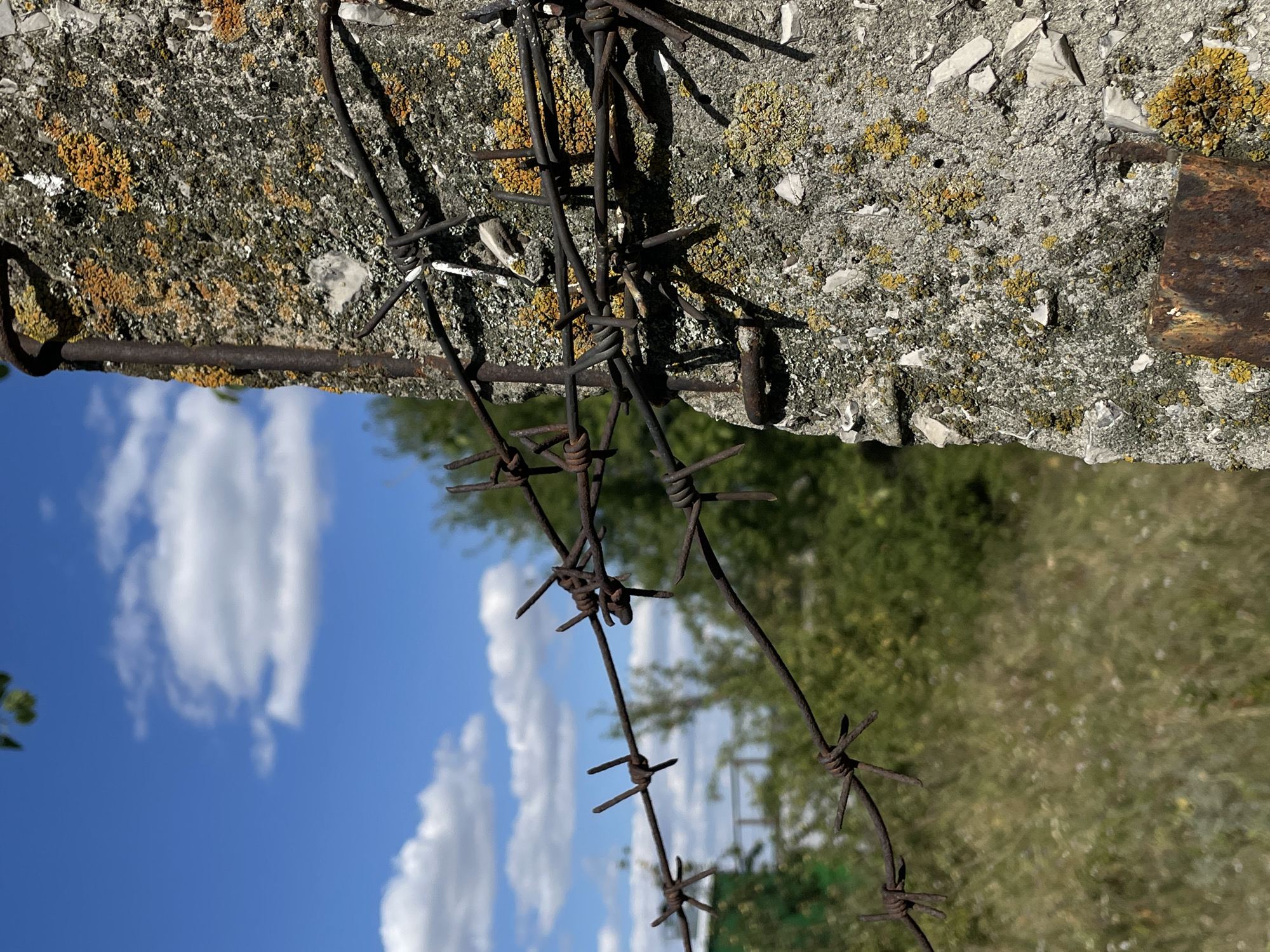 The image shows a close-up of barbed wire attached to a rough, concrete post. The post is weathered and covered in patches of yellow and grey lichen. The barbed wire is rusty and appears old. In the background, out of focus, is a bright blue sky with white clouds, and green foliage. There are no people or animals visible in the image. The scene suggests an outdoor, possibly rural or abandoned, location. There is no specific information within the image to identify it as being in Rostov-on-Don, Russia.