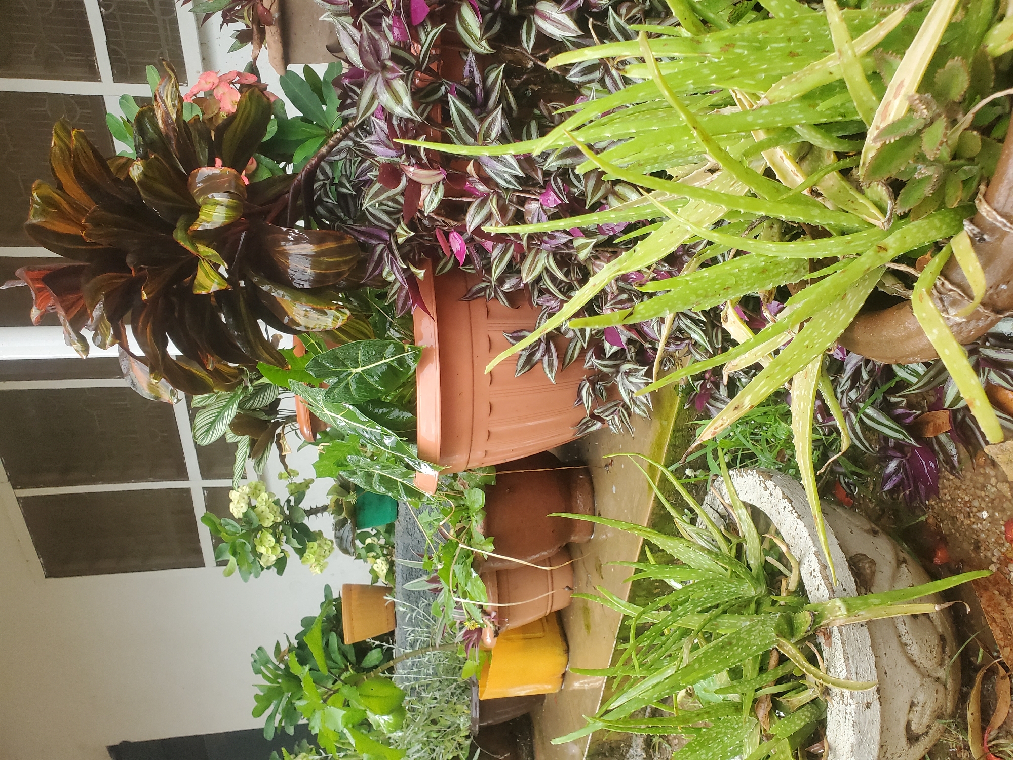 In the city of Jos, Nigeria, an outdoor scene captures a collection of potted plants arranged on a concrete surface, possibly a porch or patio. The plants, varying in size and species, display a range of green and purple hues. Among them are several aloe vera plants with their characteristic spiky leaves. Other foliage includes plants with broad, dark leaves and smaller plants with striped green and purple leaves. The pots themselves are made of terracotta and a light-colored, possibly concrete material. The ground appears wet, suggesting recent rainfall. In the background, a building with white walls and windows can be seen, indicating a residential or commercial setting. The overall impression is one of a well-maintained garden space.