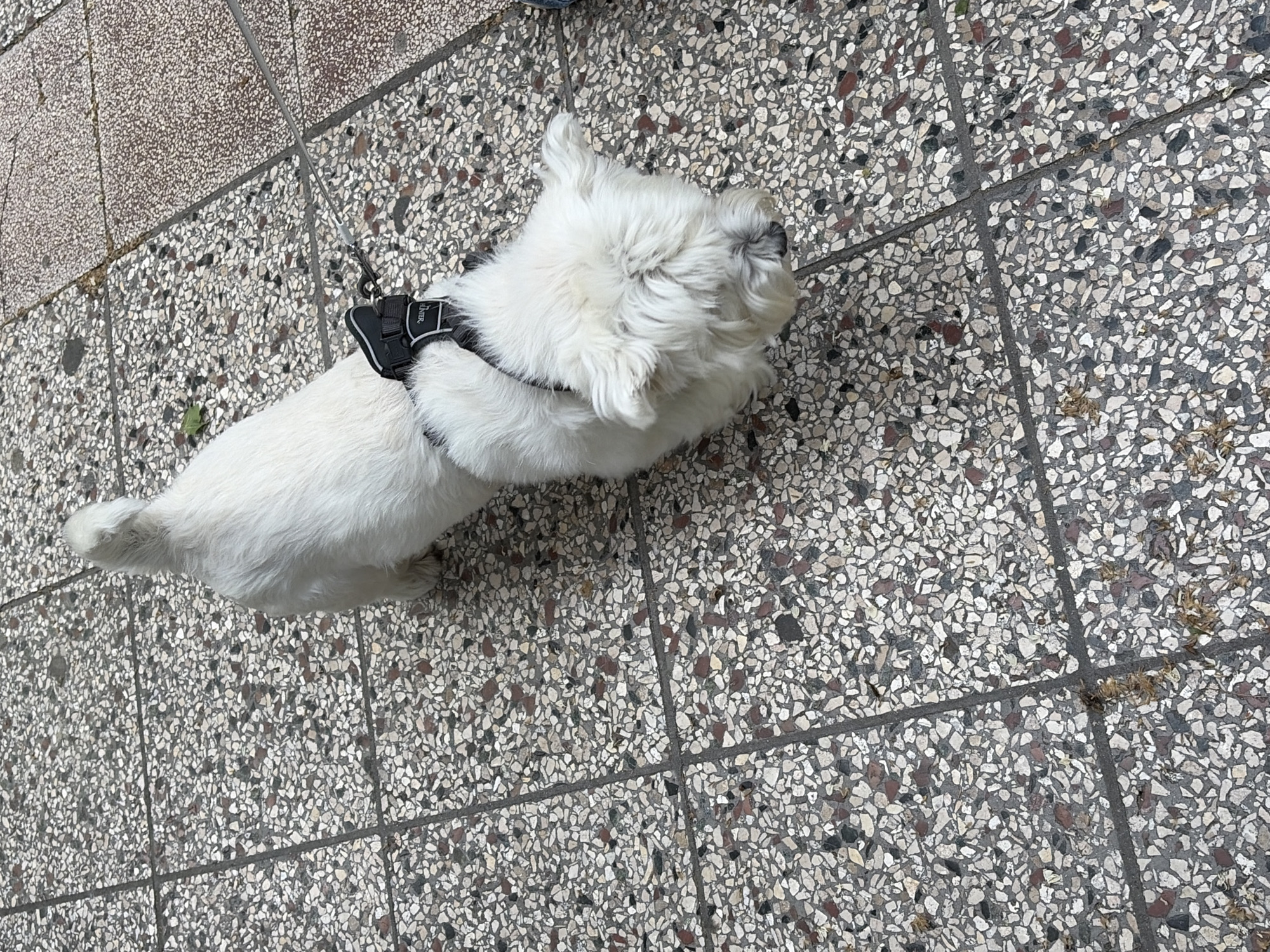 A white dog wearing a black harness stands on a stone-tiled surface. The tiles are composed of small, multi-colored fragments in shades of white, gray, black, and brown. The dog is facing to the right and slightly upward in the frame. The location appears to be a public space, most likely in Tbilisi, Georgia.