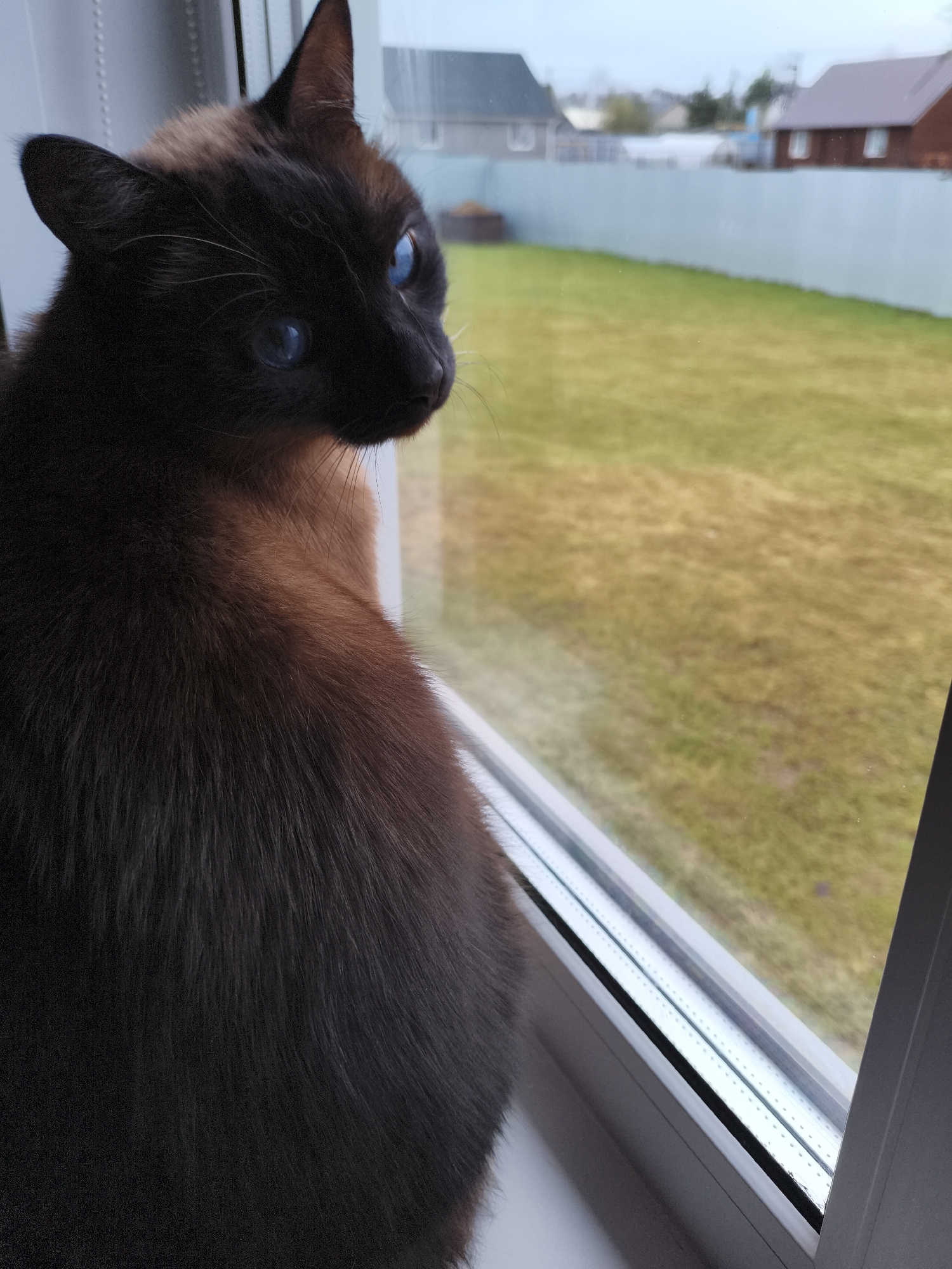 A Siamese cat with deep blue eyes sits on a white windowsill, looking out of a window at a green lawn. In the background, houses are visible behind a light gray fence. The location is Русский Вожой, Russia.