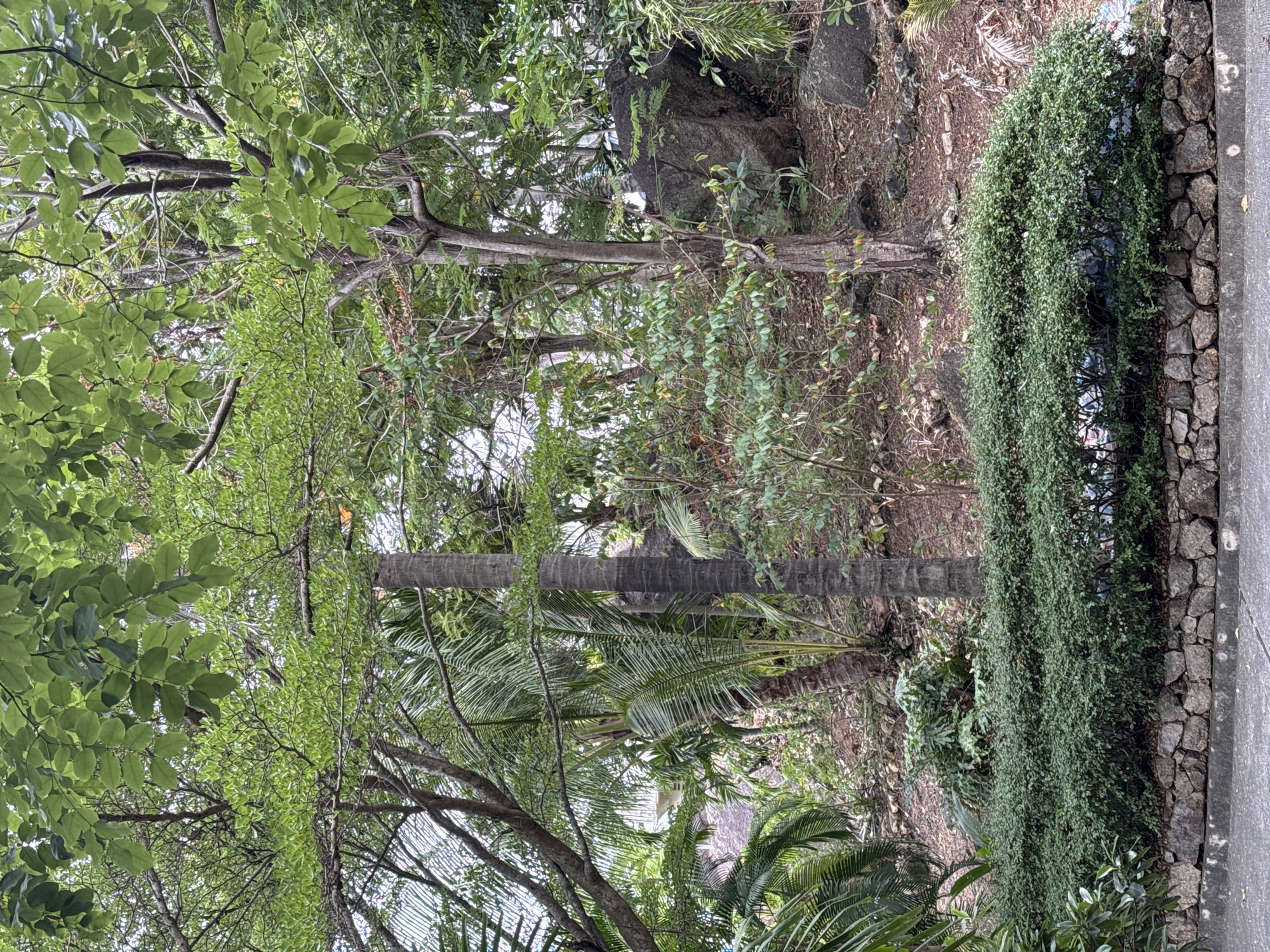 A lush, green hillside garden is captured in an outdoor, daytime shot. The foreground features a well-maintained, dense hedge of small-leaved plants, neatly trimmed and set against a textured stone wall constructed of various-sized rocks. Above the hedge, a variety of trees and vegetation dominate the scene, with a prominent palm tree trunk visible on the right. The hillside is covered with dirt, fallen leaves, and scattered rocks, some quite large, suggesting a natural or semi-natural terrain. Various types of trees, including palm trees and trees with broad green leaves, create a dense canopy. Some of the foliage hangs low, creating a layered effect. In the background, glimpses of structures or rooftops can be seen through the trees, hinting at the presence of a nearby resort or residential area on the island of Ko Samui, Thailand. There are no people visible in the image. The overall impression is one of a verdant, tropical landscape.