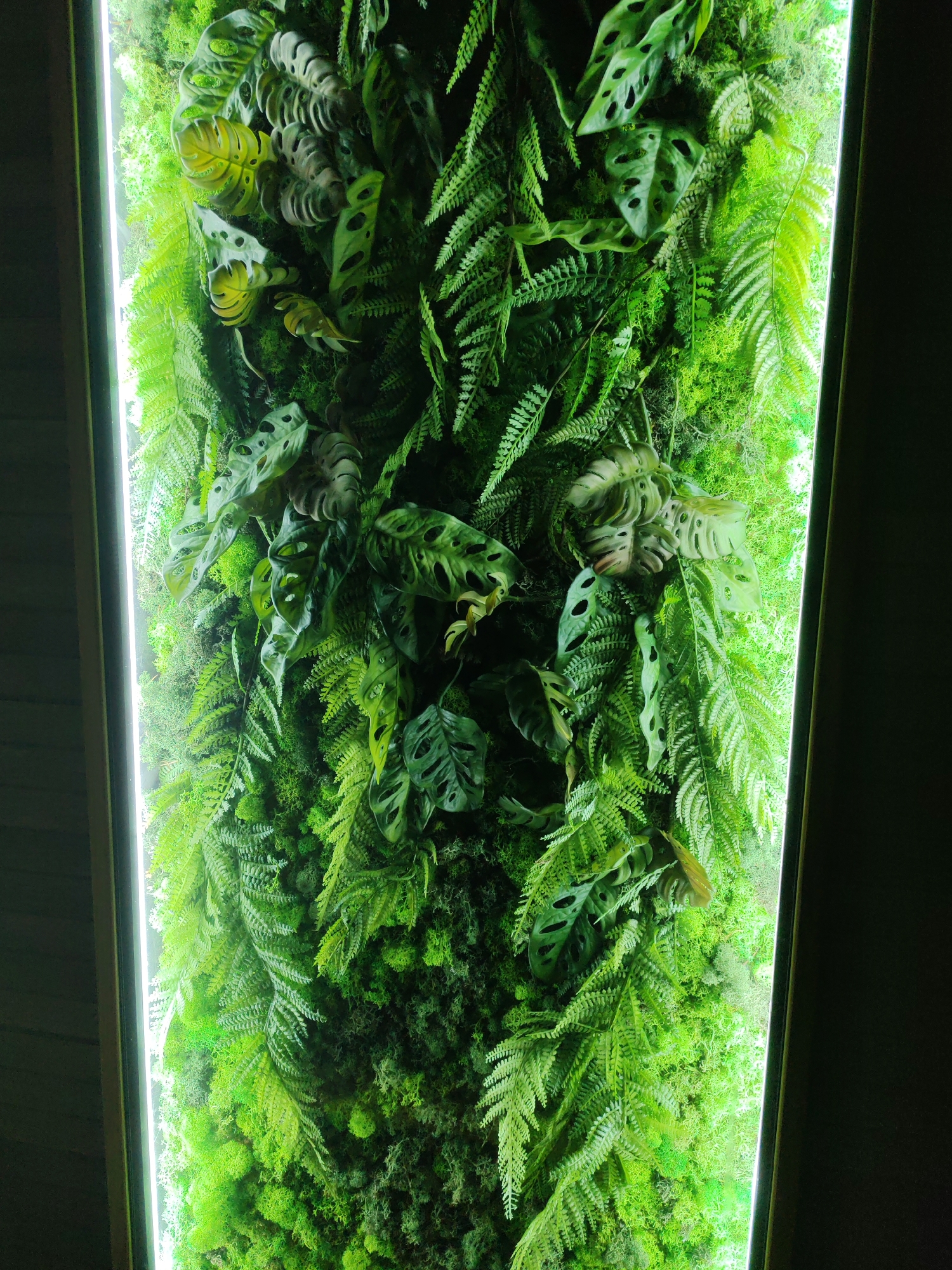 The media file displays a vertical living wall filled with various shades of green plants and moss. The wall is illuminated from the left by a bright, white light strip, creating a gradient effect with the right side of the wall being darker. The plants include lush ferns with feathery fronds and larger-leafed plants with characteristic holes, resembling Monstera species. The overall texture is dense and organic, with a mix of soft moss and more structured leaves. There is no discernible activity taking place; the media file appears to be a still shot of a decorative element. The setting is likely indoors, given the controlled lighting. There are no people or visible text. The image does not provide enough information to determine the time of day, weather, or specific location beyond what can be inferred about its internal setting. Emotions are not conveyed.
