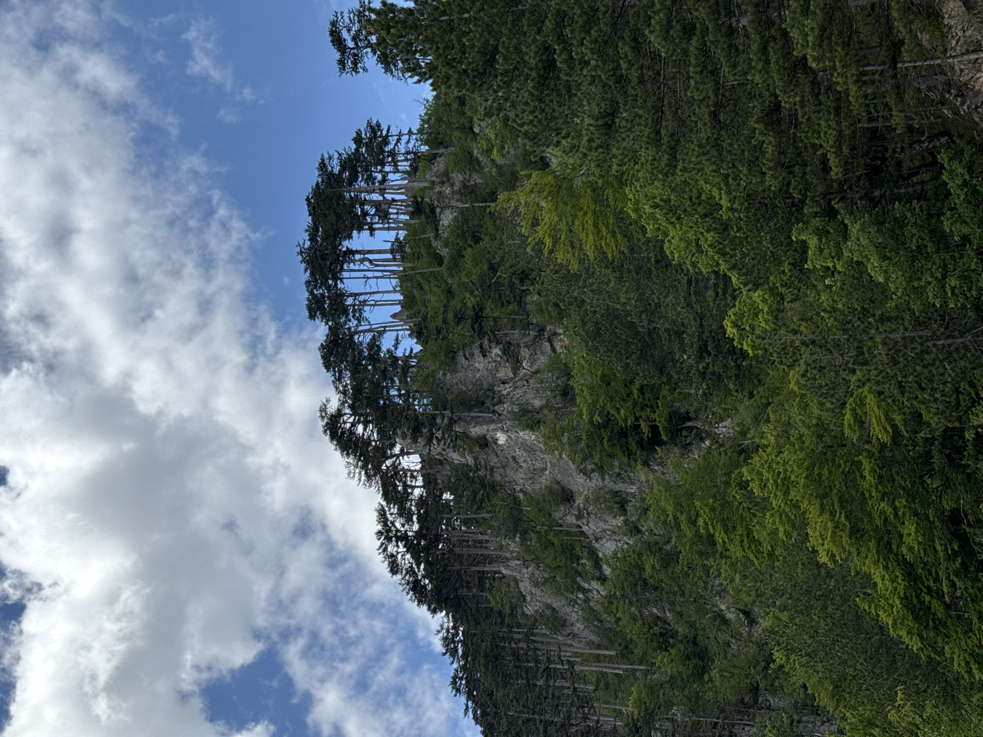 The image shows a steep, rocky mountainside covered in a dense forest of pine trees. The trees are tall and slender, with dark green needles. Some of the trees are growing precariously on the edge of the cliffs. The sky above is a bright blue with scattered white clouds. The overall impression is one of wild, untamed nature. The location is the city of Unknown, Unknown.