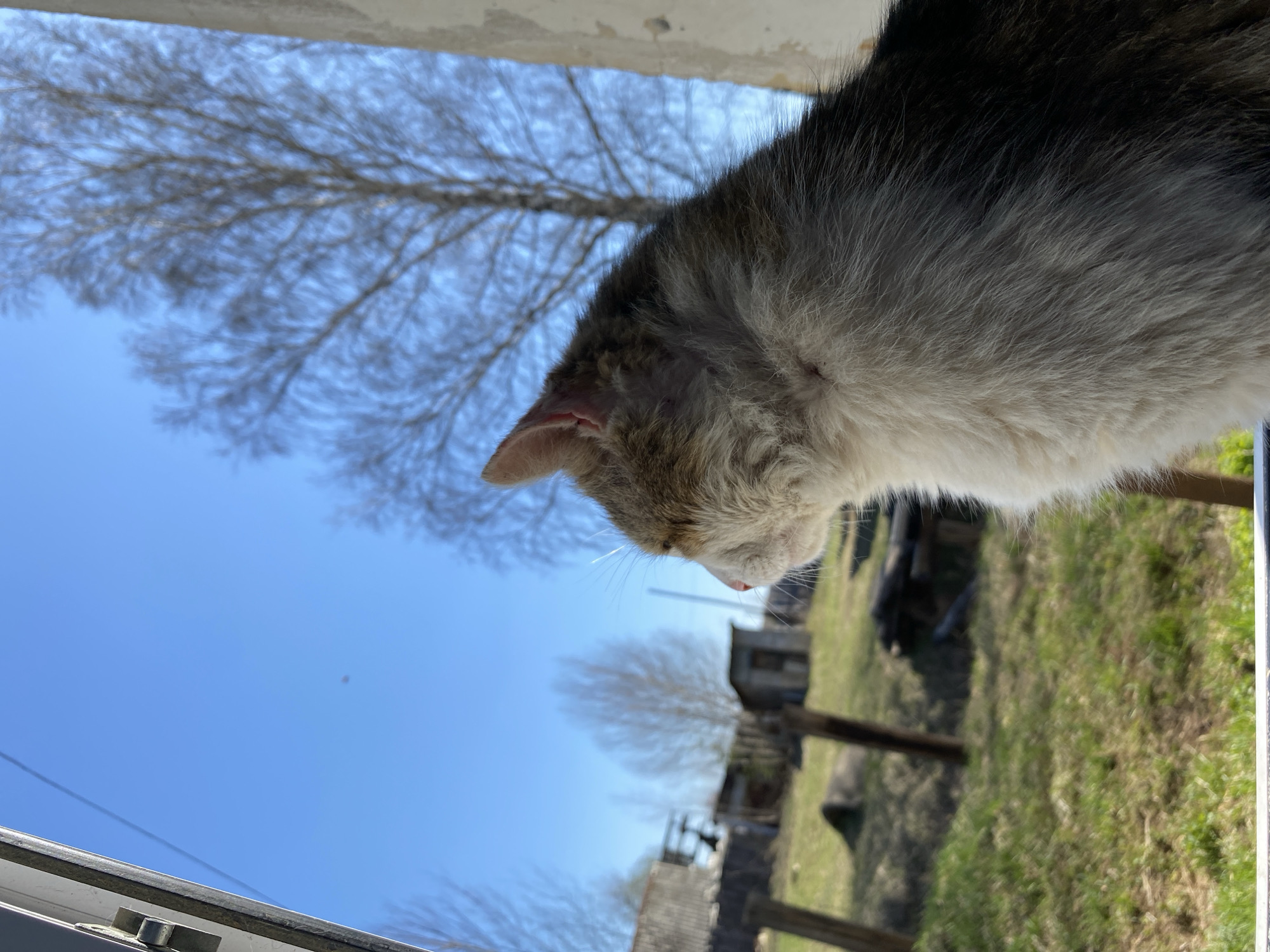 A medium shot, taken at a low angle, shows a cat perched on a ledge, gazing downward. The cat has gray and white fur. In the background, there is a yard with green grass, a structure resembling a shed or small building, bare trees, and a clear blue sky. Based on the location provided, this scene is likely in or near Kauchuk Stantsiya, Russia.
