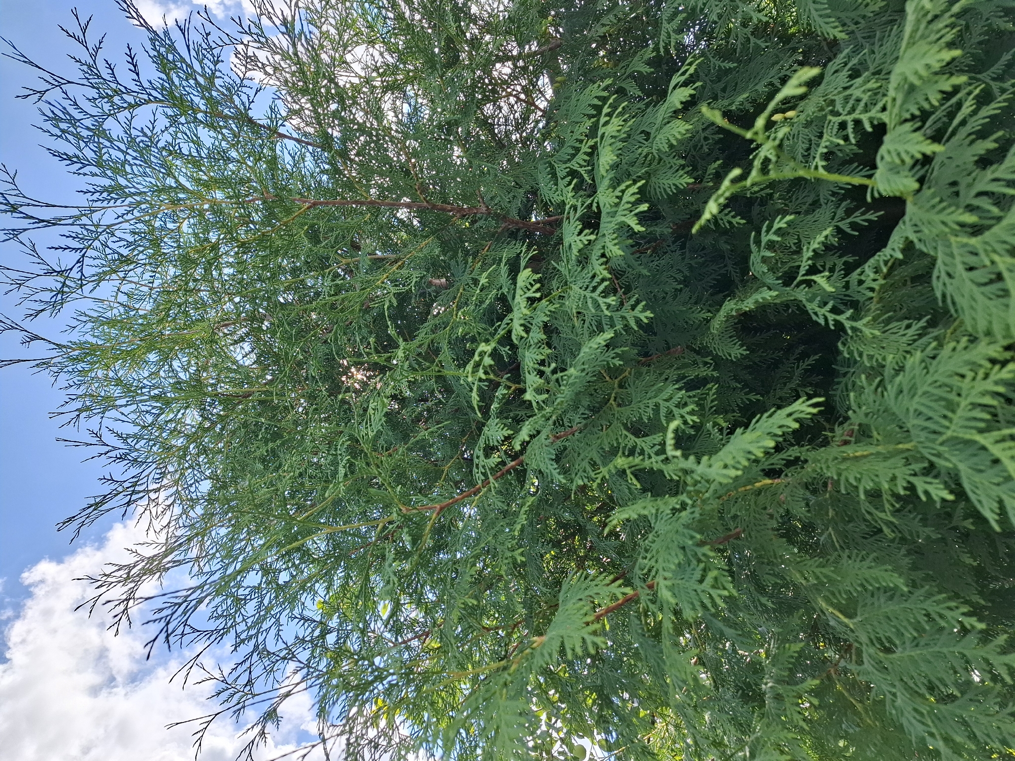 An outdoor, medium-shot, eye-level, natural light photograph shows the dense foliage of a large evergreen tree against a bright blue sky with scattered white clouds. The tree's branches are laden with small, scale-like green leaves that create a lush, textured appearance. Some of the branches are a reddish-brown color. The scene is clear, with the focus on the tree's texture and the sky. The photograph was taken in the city of Romantik, Russia. There are no people, animals, or man-made structures visible in the image.