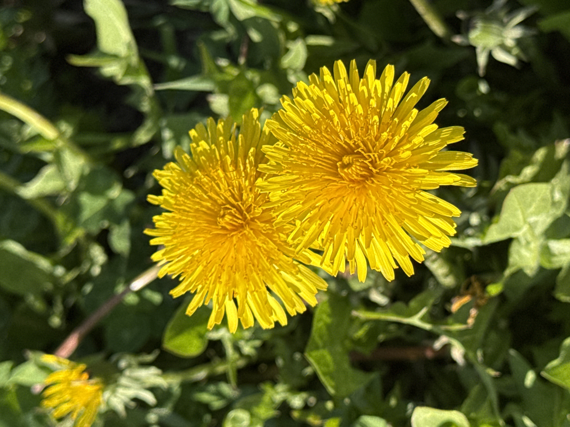 Two bright yellow dandelions are in full bloom, surrounded by lush green foliage. The location is outside in a field. Cherepovets, Russia is not specifically discernable from the image.