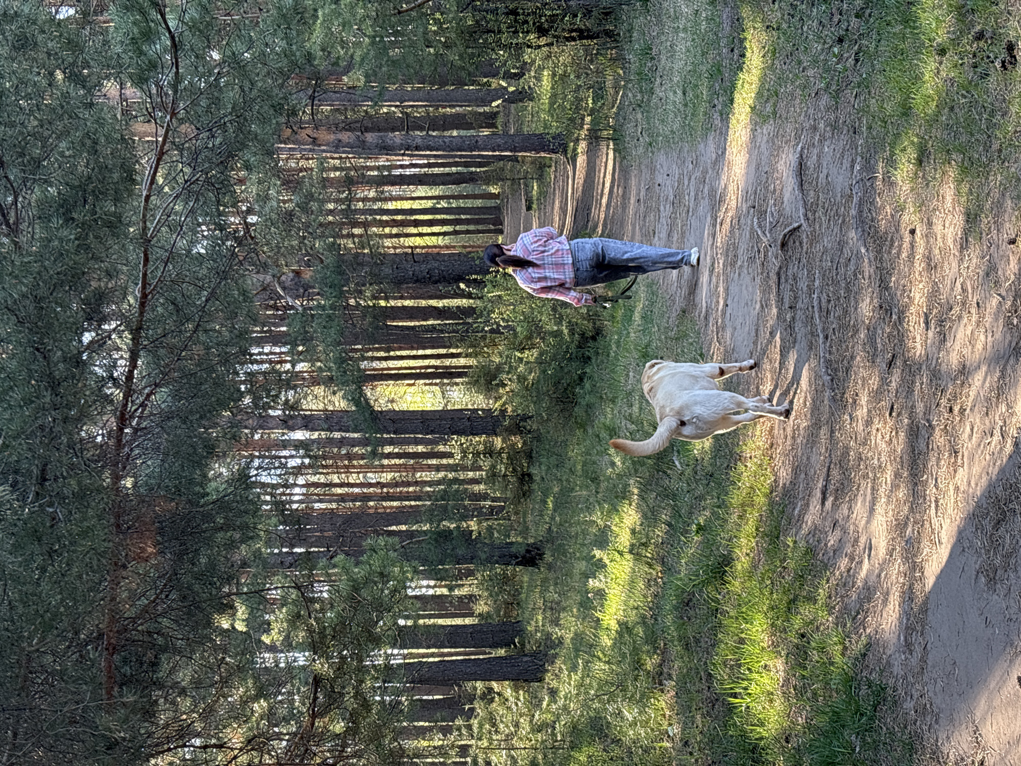 A woman stands on a dirt path in a wooded area next to a light-colored labrador retriever lying on its back. The woman wears a pink plaid shirt, jeans, and white sneakers, and has long brown hair. She appears to be holding a leash. Tall trees line the path, creating dappled sunlight on the ground. The location is consistent with a wooded area in or near the city of Chaikovsky, Russia.