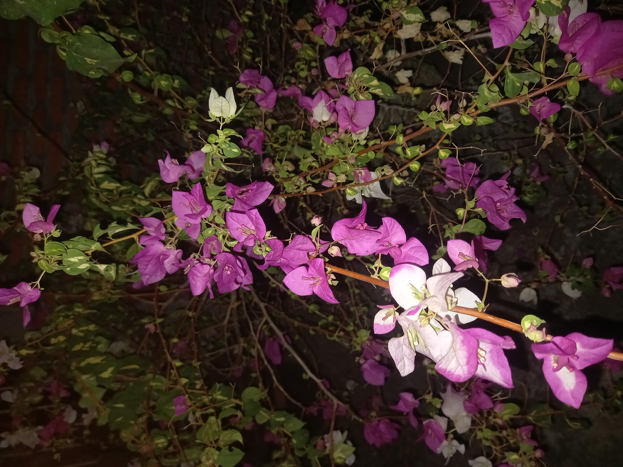 The image shows a cluster of purple and white bougainvillea flowers with green leaves against a dark background, likely at night. The flowers are in bloom, with some petals appearing wilted. The scene is set against a brick wall, suggesting an outdoor location. The image is taken from a close-up perspective, focusing on the details of the flowers and their branches. The lighting is dim, indicating it was taken in low light conditions or at night. No people or animals are visible in the image. The location mentioned, Kebon Agung, Indonesia, is a general area and the image does not provide specific visual cues that would confirm this exact location. The focus is on the natural elements, specifically the bougainvillea flowers.