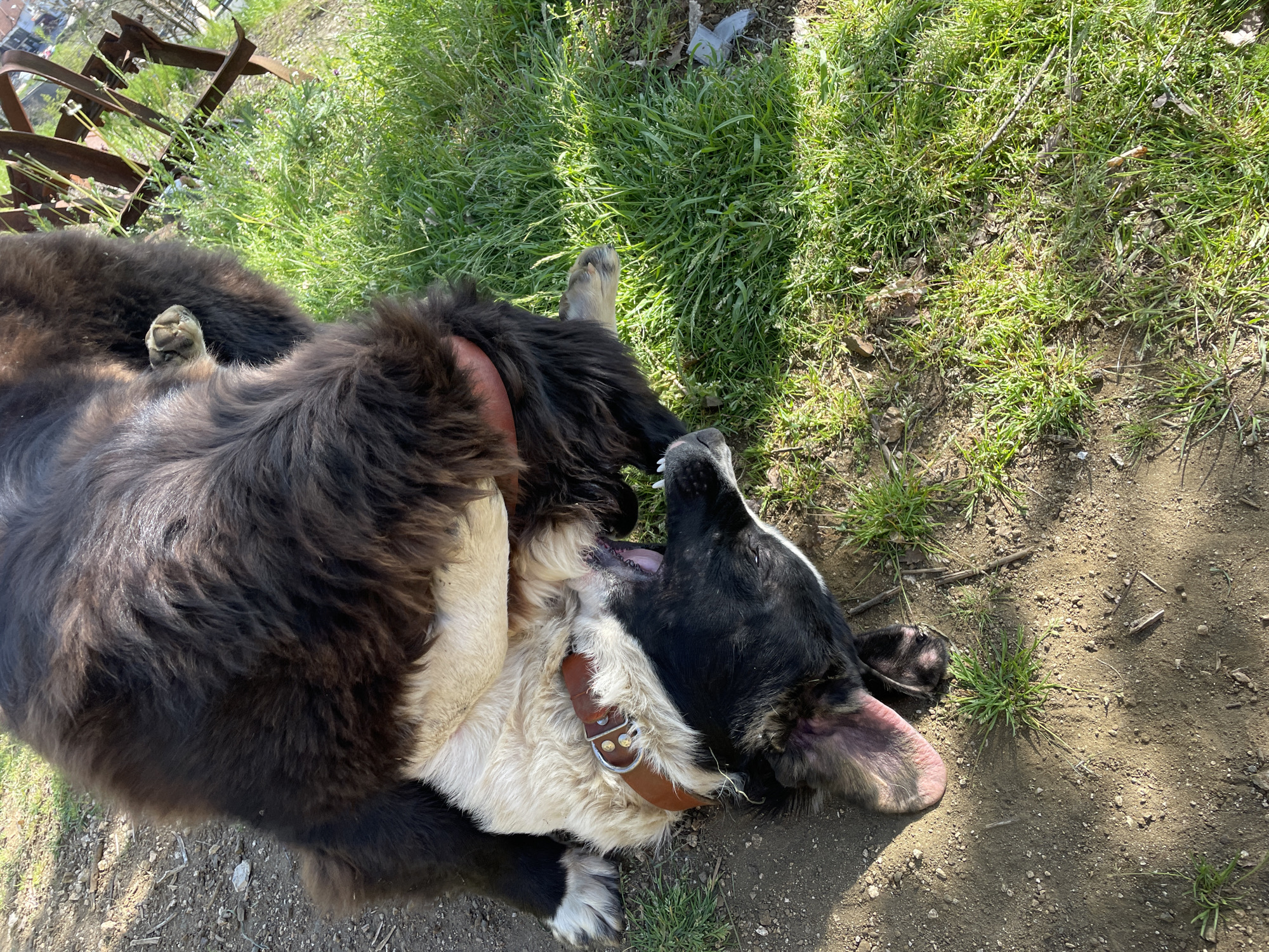 Two dogs are seen playfully interacting or relaxing outdoors on a sunny day in Zlatograd, Bulgaria. The image is captured from an overhead perspective, with the dogs occupying the center and lower portions of the frame.
The dog on the left, largely black or dark brown with thick, fluffy fur, appears to be a large breed. A reddish collar is partially visible around its neck, and one of its paws is curled up, seemingly in motion.
The second dog, positioned below and to the right, has a striking black and white/cream coat. It is lying on its back, exposing its cream-colored belly and chest, where a brown leather collar with metal studs and a buckle is prominent. Its mouth is wide open, revealing its tongue and teeth, suggesting it is either panting, laughing, or mid-play. Its dark ears are visible, with one showing a pinkish interior.
The dogs are situated on a patch of ground that is a mix of dry, light brown soil and vibrant green grass. Small stones and dry organic matter are scattered across the dirt areas. In the upper left background, partially obscured by green foliage, are some rusty, metallic structures, possibly old farm implements or machinery. The bright sunlight casts distinct shadows, indicating a clear and pleasant day. The overall mood conveyed is one of joy and relaxation. There is no visible text in the image.
