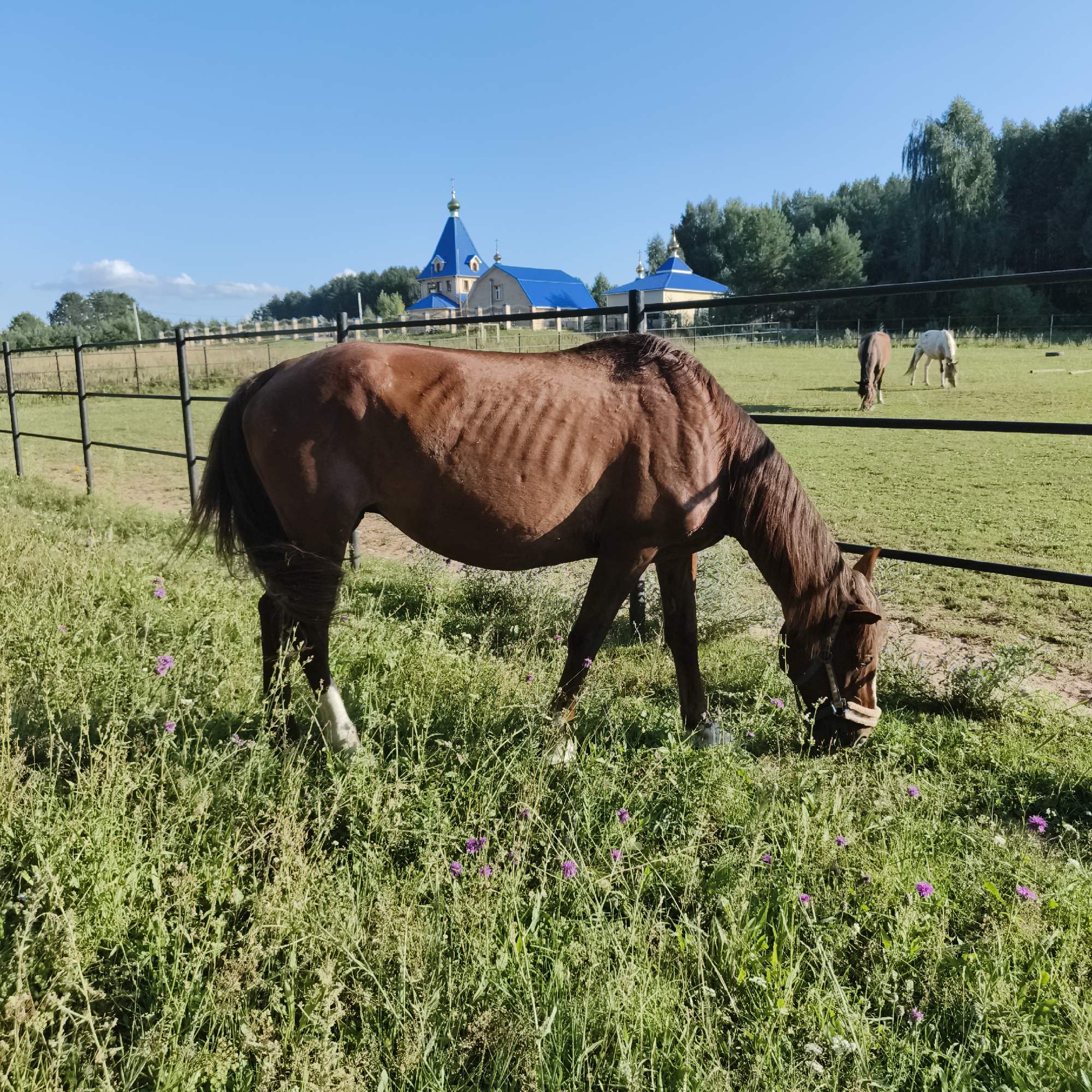In a rural setting near Chaikovsky, Russia, a brown horse with visible ribs grazes in a field of green grass and purple wildflowers. The horse is wearing a halter. In the background, separated by a black metal fence, two other horses are visible in a grassy pasture. Beyond the pasture, a dense line of green trees forms the horizon, and a bright blue sky with sparse white clouds dominates the upper portion of the image. Prominently featured against the treeline are several buildings with distinctive blue roofs and golden domes, suggesting a church or monastery. The lighting indicates it is a sunny day, casting shadows on the ground.