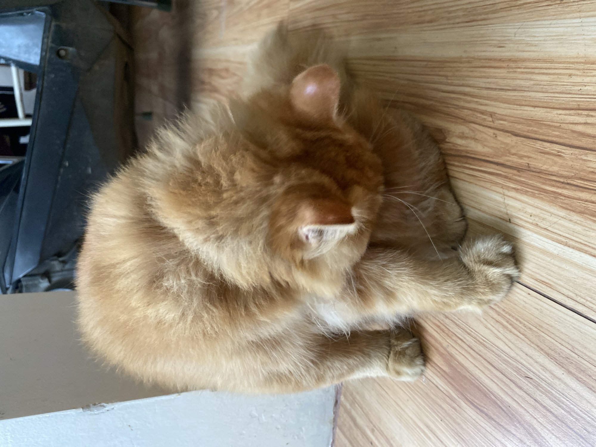 A fluffy orange cat is grooming itself on a wooden floor in Depok, Indonesia. The cat is curled up, with its head tucked into its body, and is using its paw to clean its fur. The floor is made of light-colored wood planks with visible grain. In the background, a portion of a dark-colored object, possibly furniture or a vehicle, is visible. A white wall is also present to the left of the cat. The lighting suggests it is daytime.