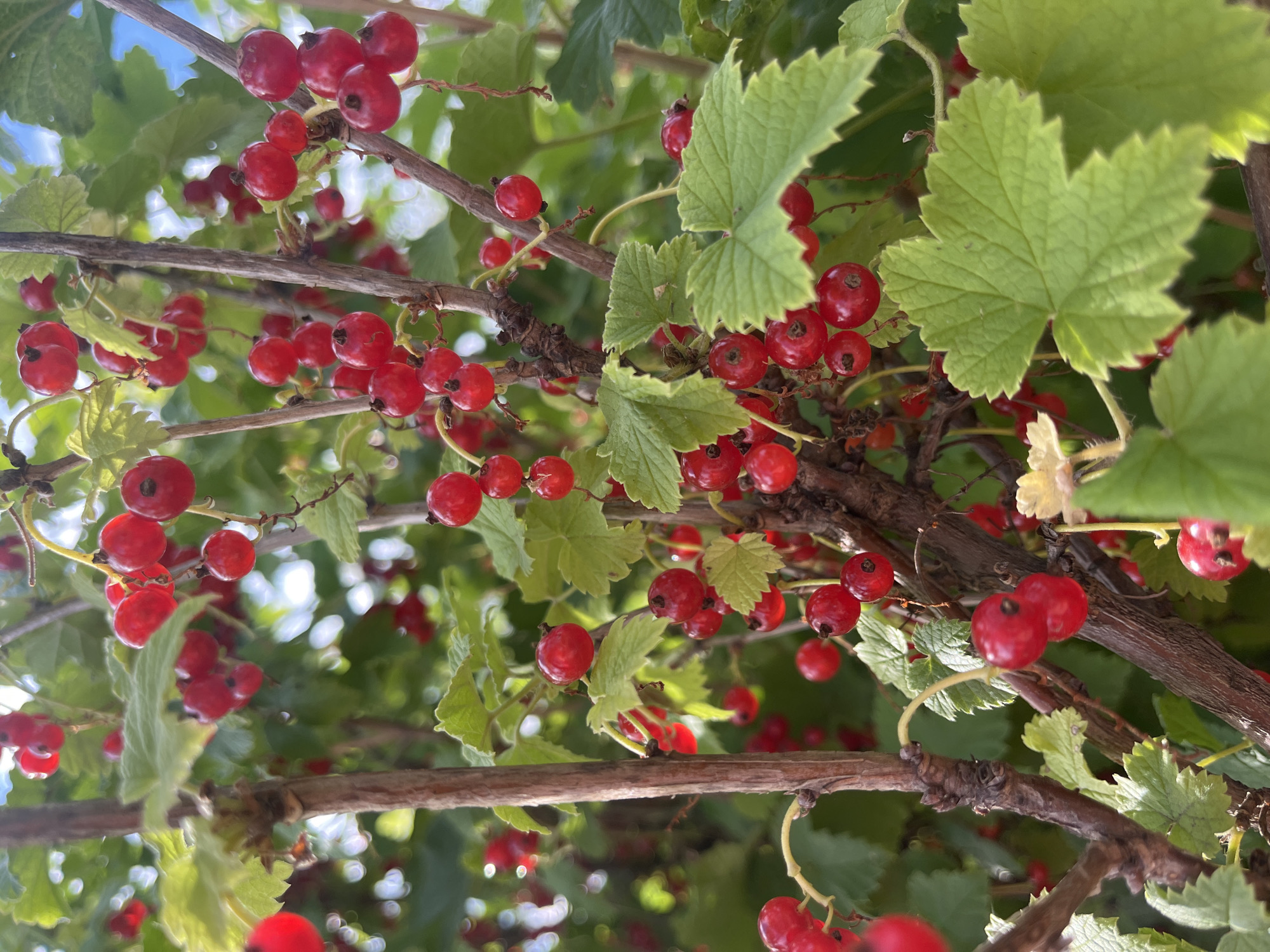 This media file captures a close-up, low-angle view of ripe red currants on a bush. The berries, small and round with a vibrant red hue, hang in clusters from thin branches. Some berries are in sharp focus, revealing their smooth, glossy surface and subtle indentations where they attach to the stems. Others are softer, blurring into the background foliage.
Interspersed with the currants are clusters of green leaves, some of which are also in focus, displaying their characteristic lobed shape and serrated edges. The leaves vary in shade, from a bright, almost translucent green where light filters through, to a deeper, more muted green in shadowed areas. The branches themselves are woody and brown, providing a structural contrast to the delicate berries and leaves.
The scene is set outdoors, likely in a garden or natural setting, given the presence of the bush and its fruit. The lighting suggests it is daytime, with sunlight dappling through the leaves and highlighting the glossy surface of the currants. The overall impression is one of abundance and ripeness, hinting at the harvest season. The background is a soft blur of green and sky blue, indicating the presence of more foliage and the sky beyond. There is no visible text in the image. The location context provided is Kovriga, Russia, which places the scene within that geographical region.