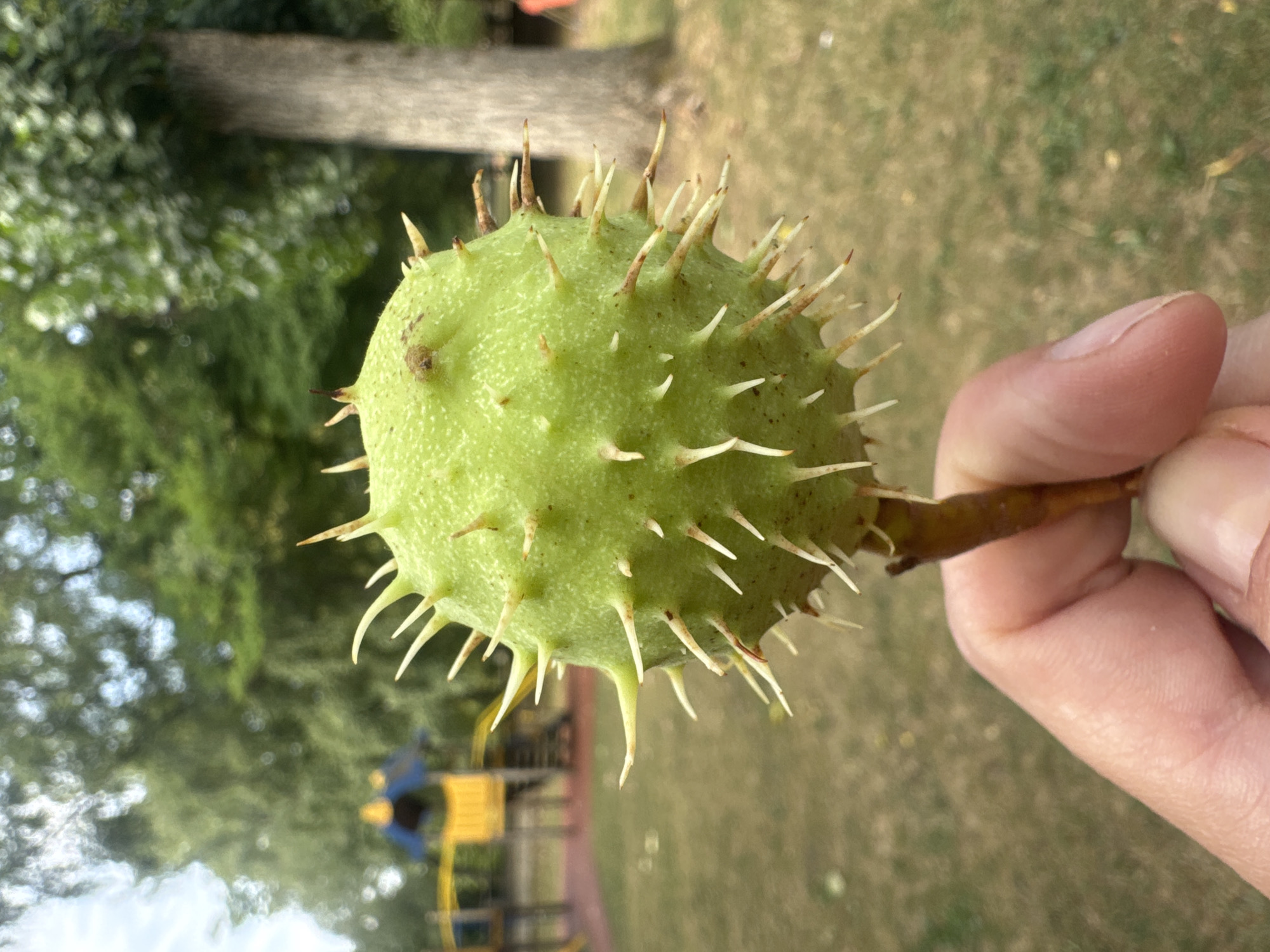 A close-up, eye-level, outdoor shot shows a person's hand holding a green, spiky conker, likely from a horse chestnut tree, against a blurred background. The conker is the primary subject, filling most of the frame, with its sharp, pale spikes clearly visible. The hand, partially visible in the lower right, holds the conker by its small stem. The background features a grassy area, trees, and what appears to be a children's playground with yellow and blue structures. The lighting suggests it is daytime, with a slightly overcast sky. The scene is likely captured in a park or a public space in Divonne-les-Bains, France, given the presence of a playground and manicured trees.