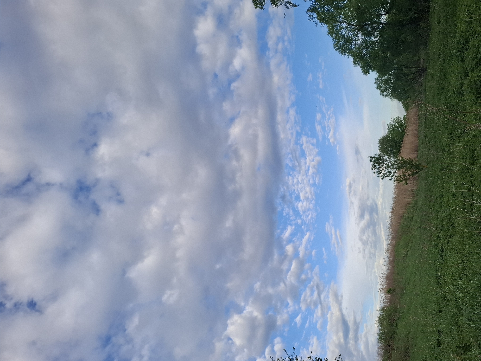 The image shows a rural landscape in Дерезовка, Russia. On the right side, green vegetation, including grass and trees, dominates. Towards the center, there's a band of dry reeds. The sky occupies a significant portion of the image, displaying a mix of blue sky and white, puffy clouds. The image is taken at an angle, giving a panoramic view of the scene. No people or animals are visible.