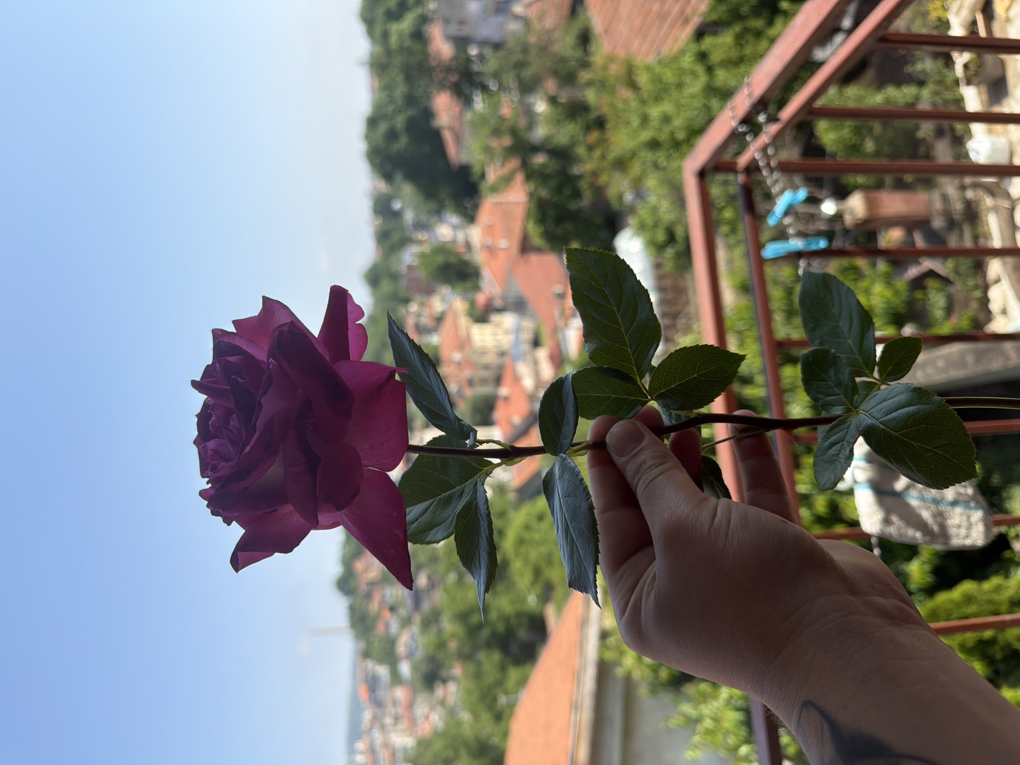 An outdoor, sunlit image from Shumen, Bulgaria, captured from a balcony, shows a hand holding a single dark pink or purple rose. The hand, visible from the wrist, grips the stem of the rose, which displays several lush green leaves. The rose itself is in full bloom, oriented towards a clear, bright blue sky that occupies a significant portion of the background.
Below and behind the rose and hand, a panoramic view of a city or town unfolds. Numerous buildings featuring characteristic reddish-orange tiled roofs are interspersed among abundant green trees, suggesting a verdant urban landscape. The perspective implies the photo was taken from an elevated position, looking down onto the settlement.
To the right of the frame, a dark metal railing, likely part of the balcony structure, is visible. A clothesline, equipped with a few bright blue clothespins and a white cloth hanging, can be seen in the midground, extending from the railing. The bright lighting and cloudless sky indicate a clear, sunny day. No visible text is present in the image.