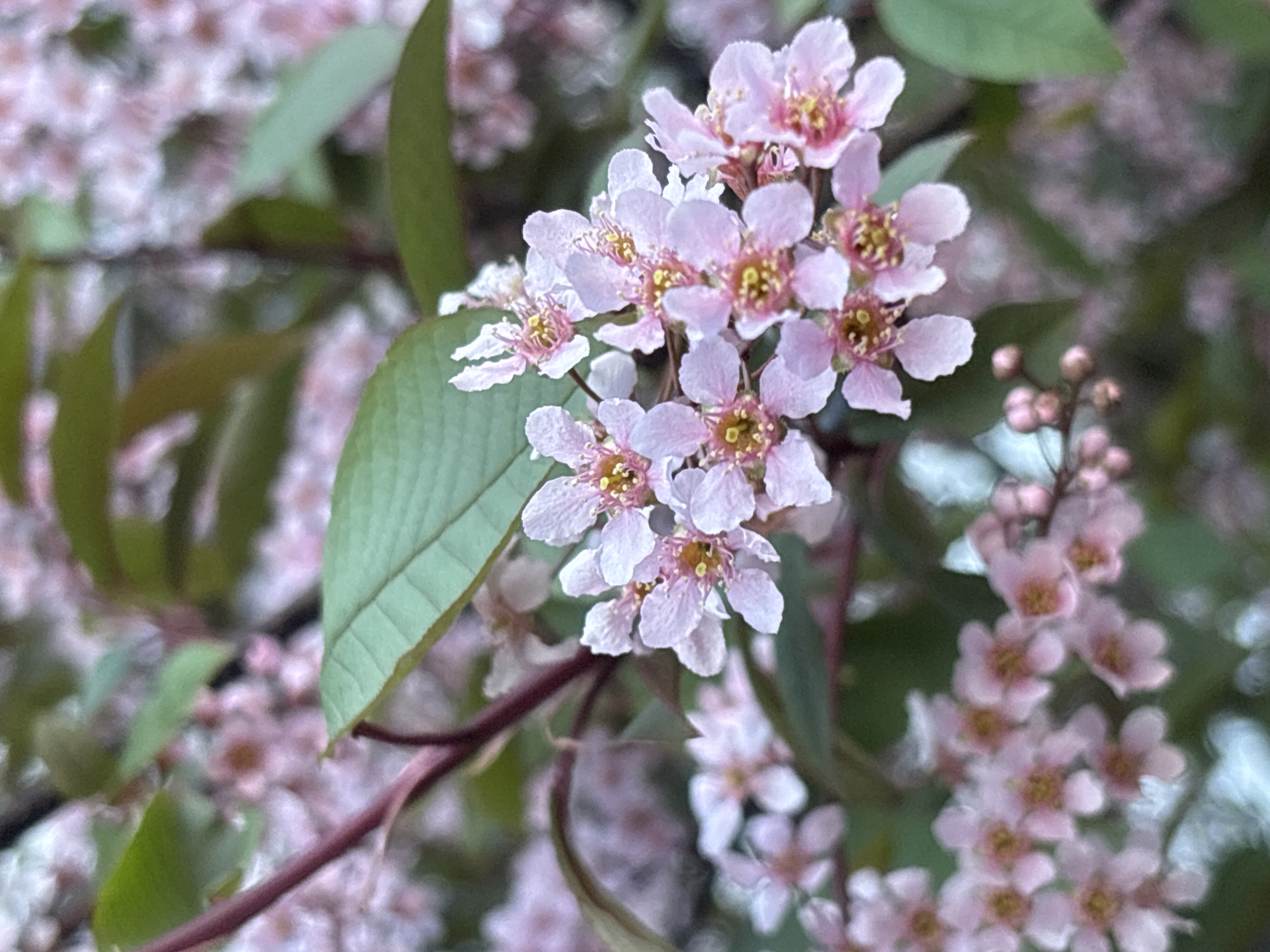 The image shows a cluster of small, light pink flowers with yellow centers, surrounded by green leaves. The flowers appear to be growing on a branch, and there are more flowers and greenery in the blurred background. The image does not provide information about the location in the city of Chaikovsky, Russia, nor does it provide information about people, objects, actions, or interactions.