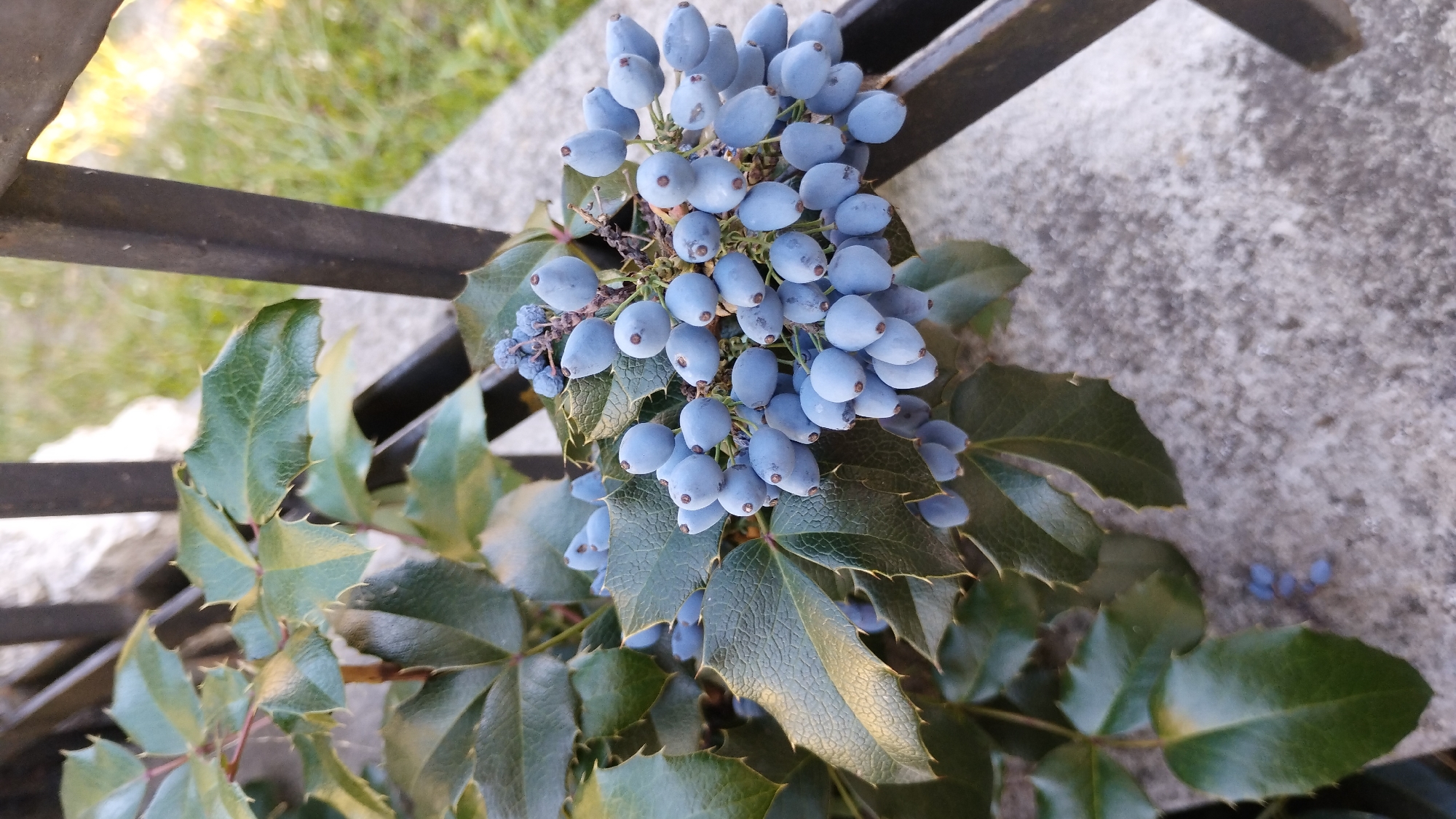 A cluster of Mahonia berries hangs from a branch, surrounded by dark green, spiky leaves. The berries are a pale blue, almost grey, and have small brown dots on their tips. The plant is positioned next to a dark metal fence and a textured concrete surface. In the background, out of focus, is grass and a light-colored stone structure. The lighting suggests it is daytime, possibly late afternoon, with warm tones in the background.