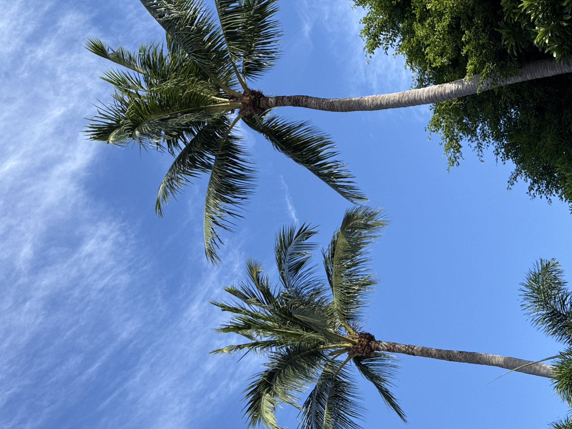 Two tall palm trees are silhouetted against a bright blue sky with wispy white clouds. The palm tree on the left is shorter and closer to the viewer, with its fronds spread out. The palm tree on the right is taller and leans slightly to the right, its fronds extending towards the top of the frame. To the lower right of the image, the lush green foliage of another tree or dense vegetation is visible, partially obscuring the base of the right palm tree. The scene captures a tropical atmosphere, suggesting an outdoor setting in a warm climate. The image does not contain any people or any indication of human activity, nor does it provide specific details about the city of Karon, Thailand.