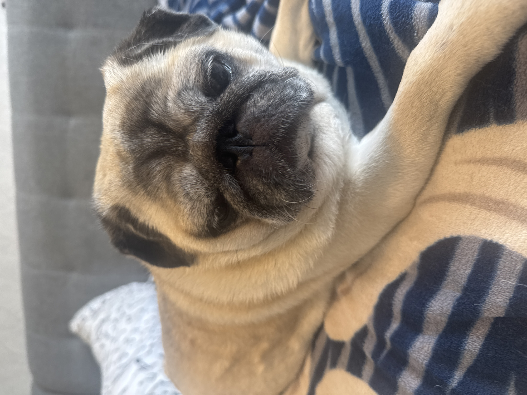 An upright medium shot of a pug lying on a blanket with blue and white stripes. The pug is facing forward with its head slightly tilted. The background consists of a gray headboard and a pillow with a white and gray pattern. The lighting is natural and comes from the right, casting soft shadows.