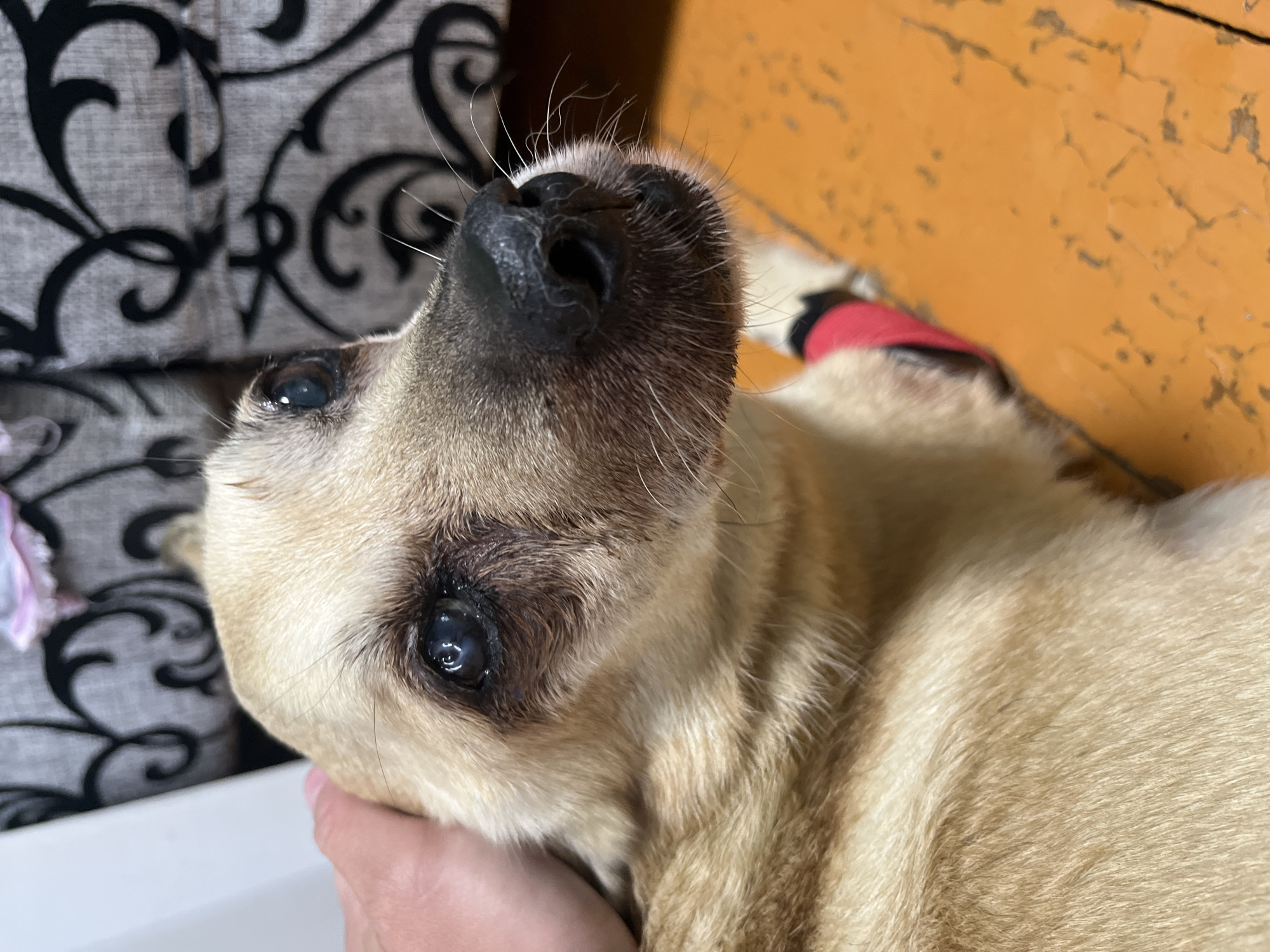 A close-up shot focuses on the face of a light-colored dog. The dog is lying on its back, with its head tilted upwards and to the left. Its eyes are open, and one eye, the left one from the viewer's perspective, is partially obscured by shadows and appears to have a slight cloudiness. The dog's nose is black and wet, with prominent whiskers extending outwards. The dog's fur is short and light brown, with some darker markings around its eyes and muzzle.
In the background, to the left, is a textured surface with a black, ornate pattern on a gray background. To the right, a bright orange surface is visible, with a slightly rough texture. A hint of red fabric is also visible near the dog's hindquarters. The lighting suggests an indoor setting, possibly with a warm light source. The dog's expression appears relaxed or possibly slightly unwell, with its eyes looking upwards. The image does not contain any visible text. The location context is Nizhny Tagil, Russia.