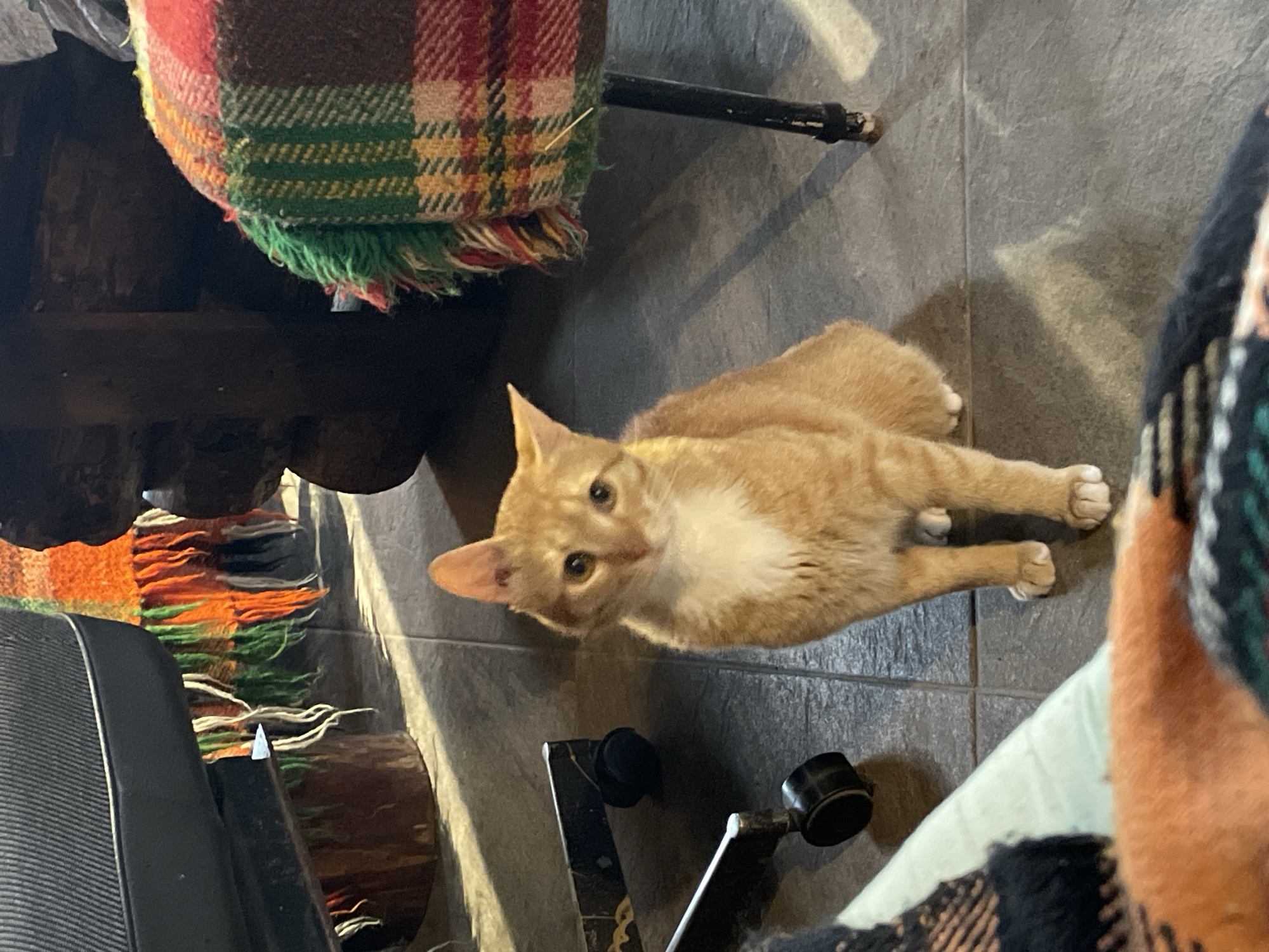 A medium shot shows an orange tabby cat sitting on a tiled floor. The cat is looking towards the camera with its ears perked. In the background, there are parts of furniture, including a chair with wheels, a wooden table leg, and a plaid blanket draped over a chair. The lighting suggests an indoor setting, possibly a home. There is no indication of the cat's location in Zlatograd, Bulgaria.
