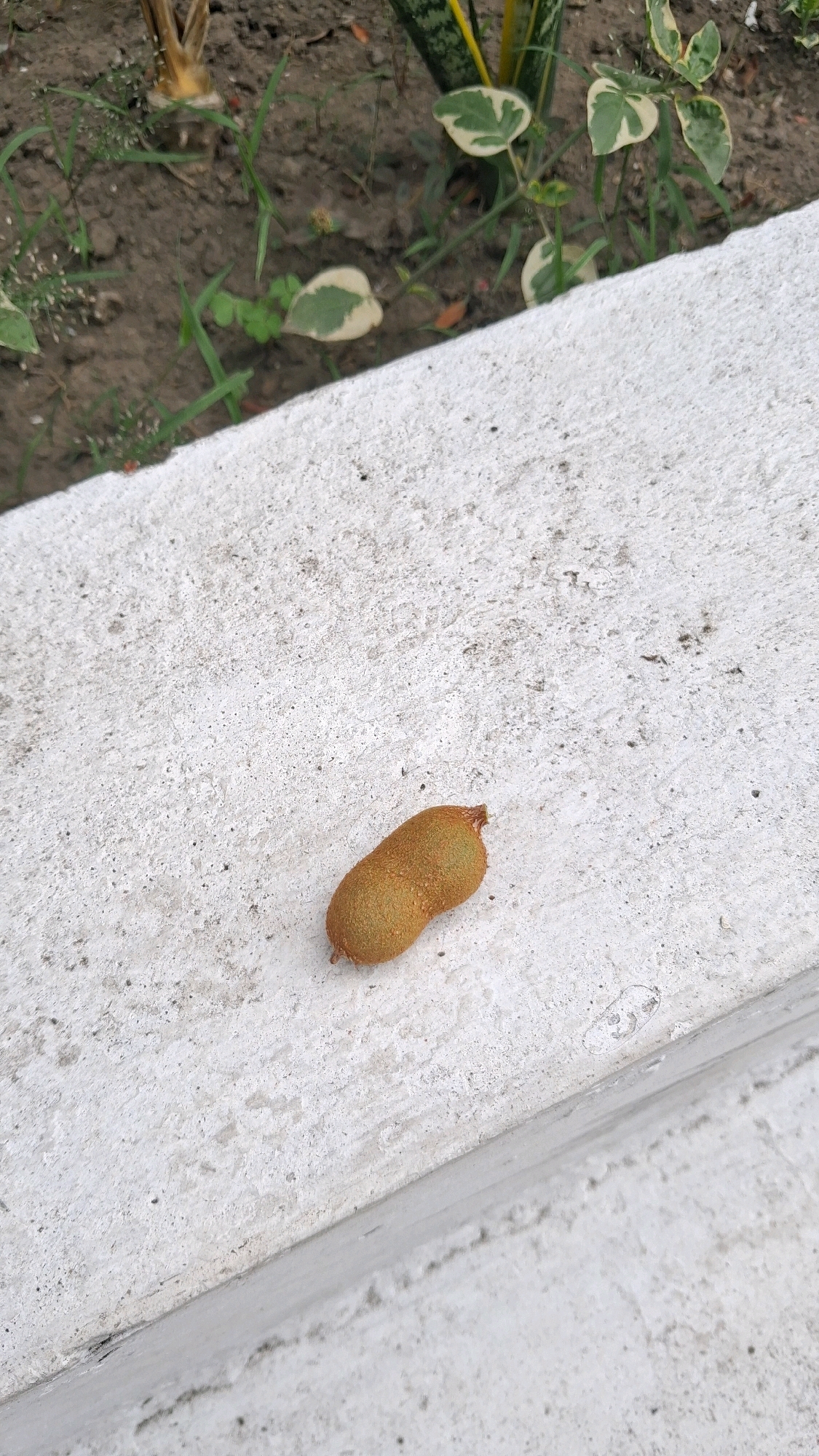 A single tamarind fruit rests on a textured, light-colored concrete surface. The fruit is oval-shaped and covered in a light brown, fuzzy peel, with a dried stem at one end. In the background, out of focus, is dark soil with some green vegetation and leaves, some of which have variegated green and white patterns. The image is taken from a slightly elevated perspective, looking down at the tamarind. The scene is likely in a garden or park area within Yogyakarta, Indonesia, given the tropical foliage.